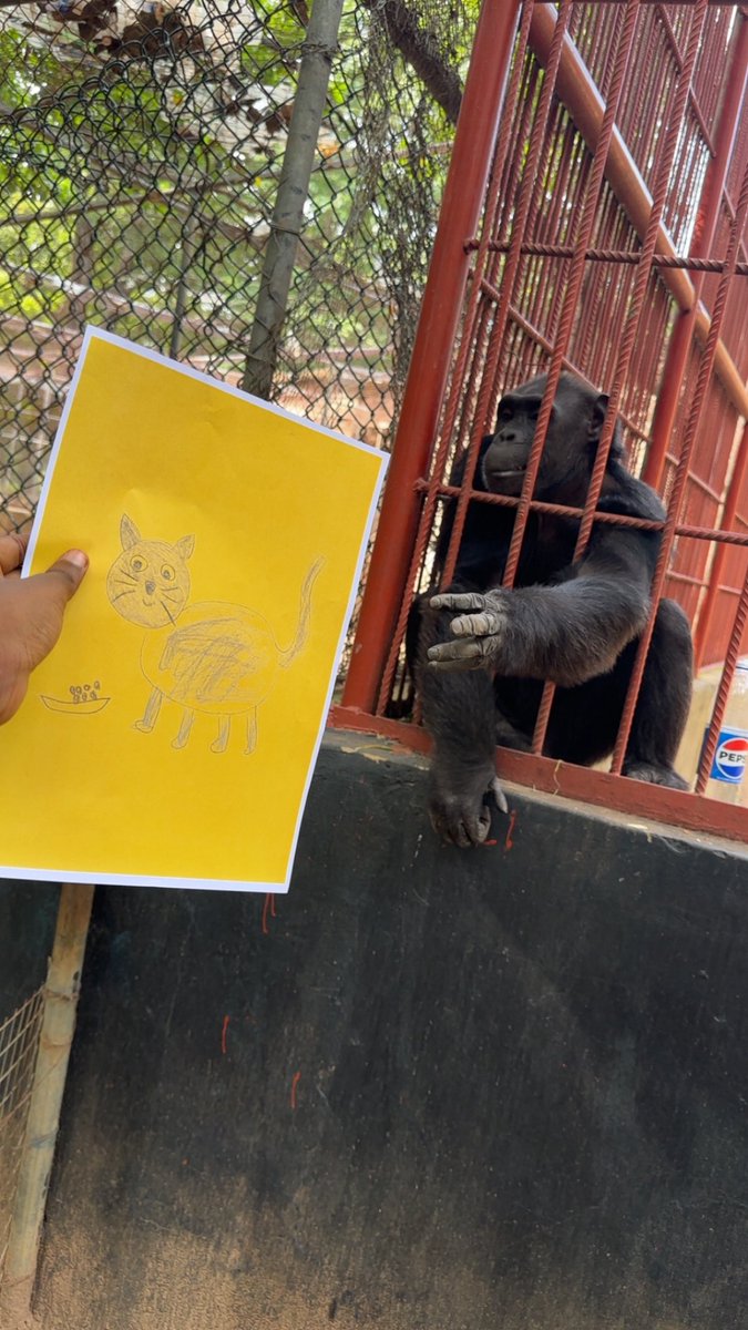 itsxyfe's tweet photo. They said to take CATDRAW somewhere special.

I figured the zoo was the perfect place to start

It met with the lion, chimpanzee, crocodile, tortoise, ostrich, peacock, civet, and donkey

@catdrawcoin made some unforgettable new friends.

Zoo in Nigeria 🇳🇬
#CATDRAWAroundTheWorld https://t.co/TGkIrMuUPs