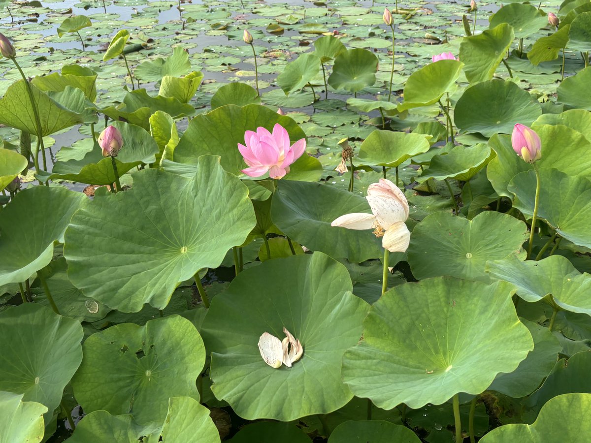 nappapao's tweet photo. 一年ぶりの阿津賀志山防塁🥰
あつかし千年公園にいってきた
今日から蓮まつりみたいです。
阿津賀志山もみえる⛰️
中尊寺の蓮も沢山咲いてる！
すごくよきでした

わたしは刀ミュめでぃぬいをこのためだけにかいました😇満足した

 #蓮  #国見町 
 #くにみ蓮まつり https://t.co/AKn1LVS2mn