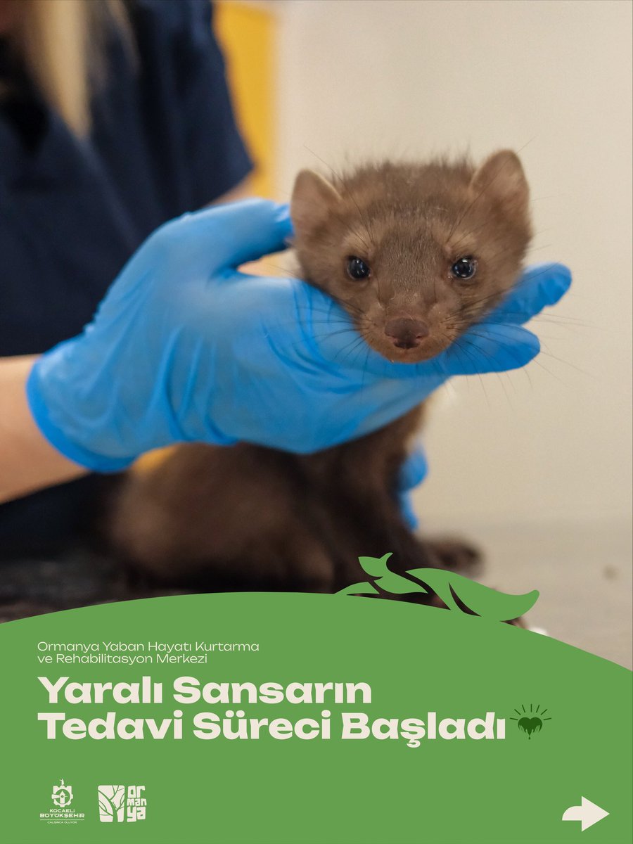 kocaelibld's tweet photo. Bir can daha emin ellerde… Yaralı sansarın tedavi süreci titizlikle sürdürülüyor. 🦝

📍Ormanya Yaban Hayatı Kurtarma ve Rehabilitasyon Merkezi https://t.co/1igjvMjfnw