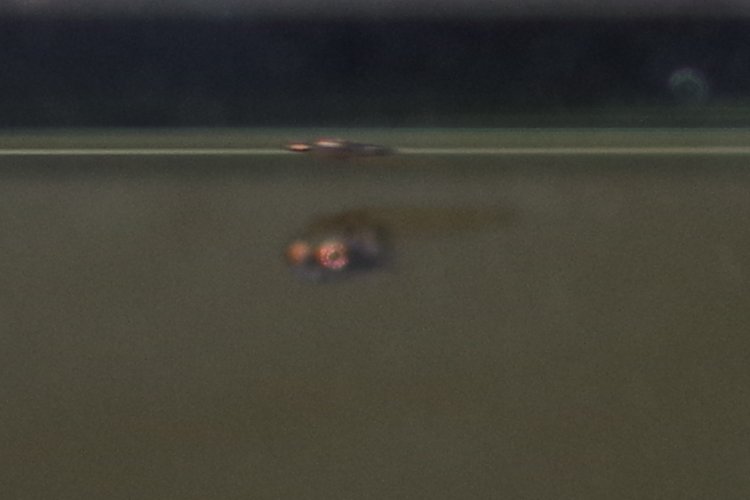 TEFP1221's tweet photo. Vietosphronemus inopinatus
稚魚、めっちゃ小さいぞ！
それで新しく泡を吹きなおしてオスが準備完了 https://t.co/ws5Hye7JBl