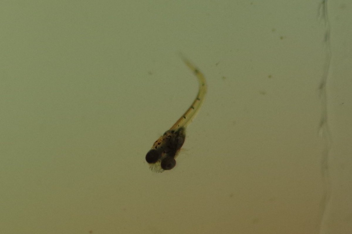 TEFP1221's tweet photo. Vietosphronemus inopinatus
稚魚、めっちゃ小さいぞ！
それで新しく泡を吹きなおしてオスが準備完了 https://t.co/ws5Hye7JBl