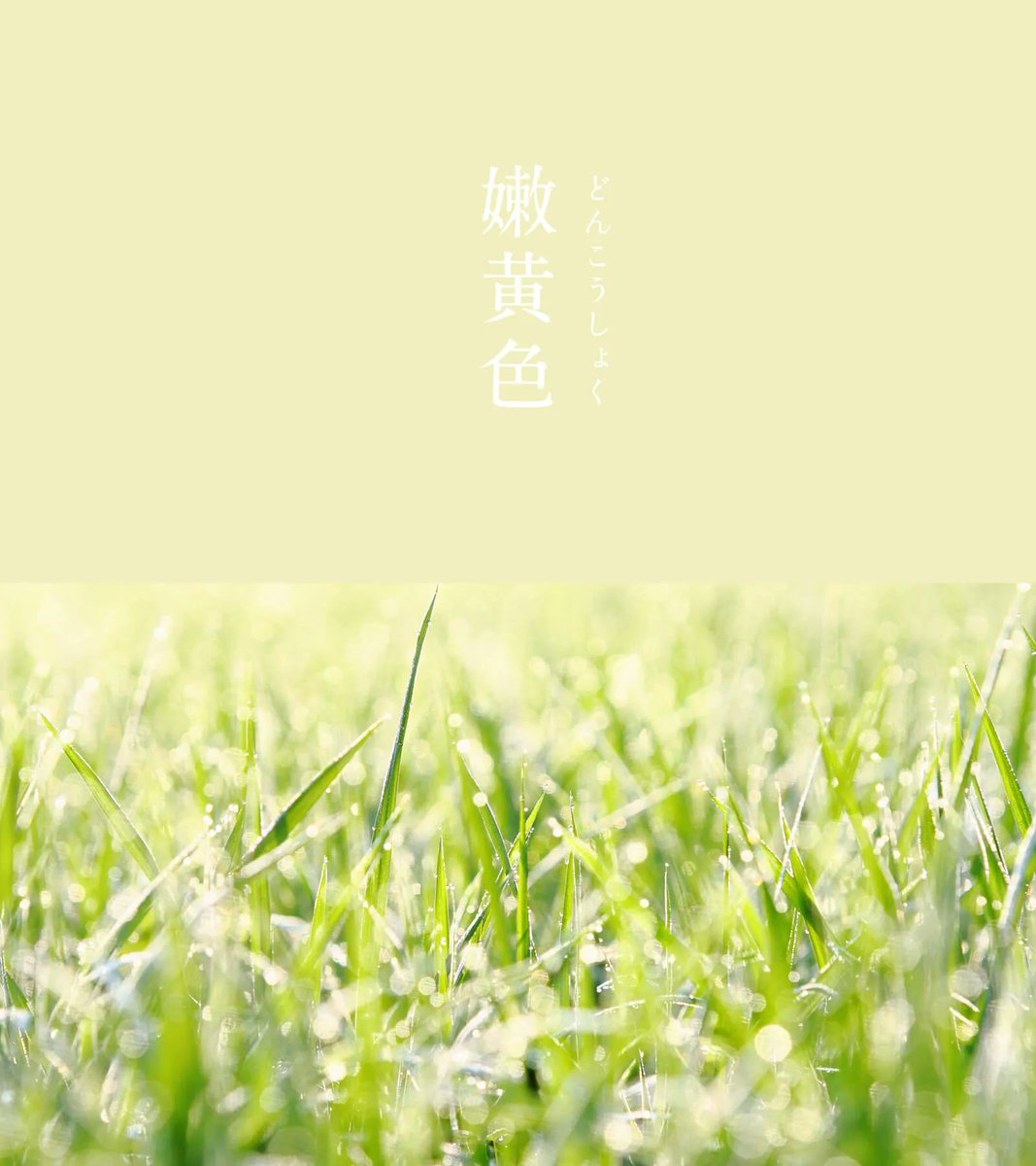 543life's tweet photo. 嫩黄色（どんこうしょく）｜#にっぽんのいろ

明るい黄色が初々しさを感じさせます。
「嫩」という漢字には若さや弱さ、美しさ、柔らかさなどの意味があります。
熟す前のまだ黄色く若い梅や桃の実をイメージさせるような、優しくフレッシュな色ですね。

7月のにっぽんのいろは、暦生活のサイトからご覧いただけます🌖