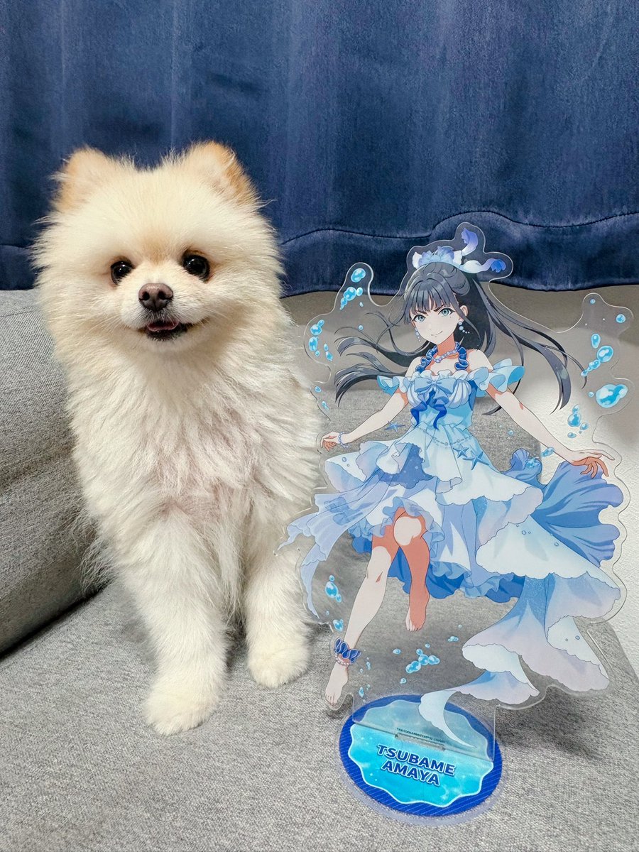 nashipome5's tweet photo. ビジュ良すぎてビッグアクスタ初めて買ってみた
ポメラニアンと並べたら本当にデカい👀 https://t.co/PPSpWzEA8E