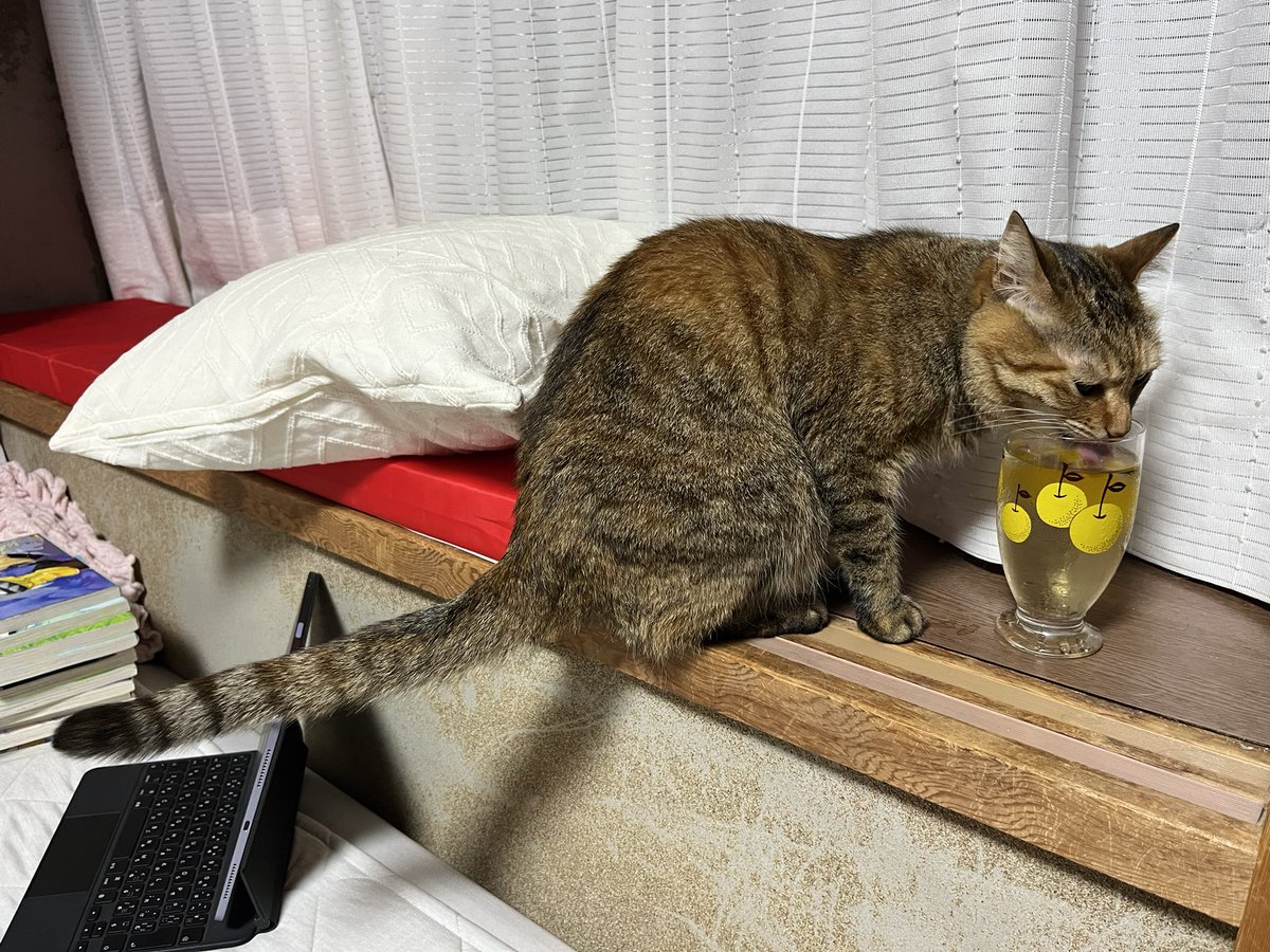 408syu's tweet photo. うすーーーい麦茶を盗み飲み🐈 https://t.co/mW3uuNJTAX