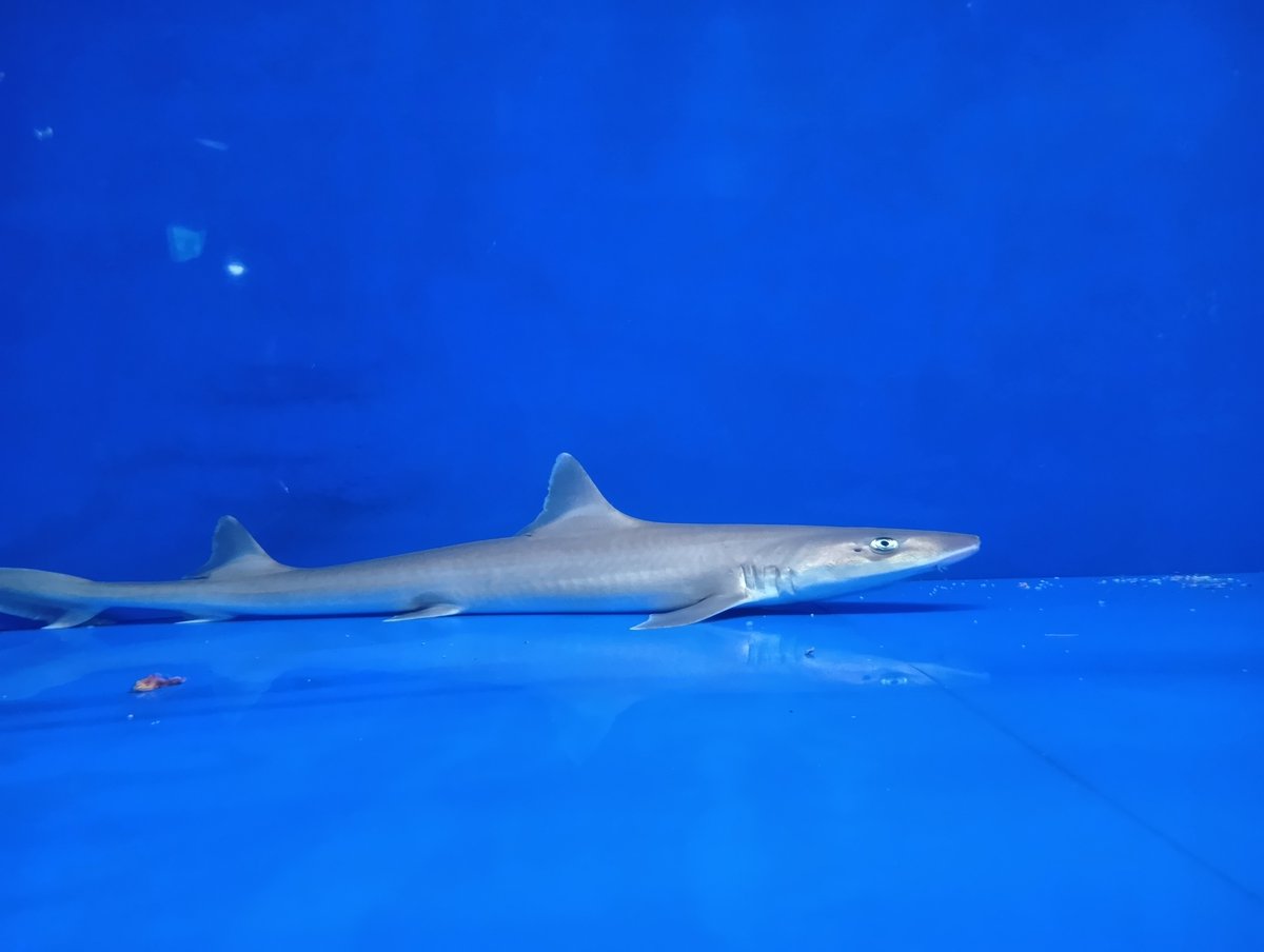 knnm504's tweet photo. 富山🦈 https://t.co/LDiQWo9Rjc