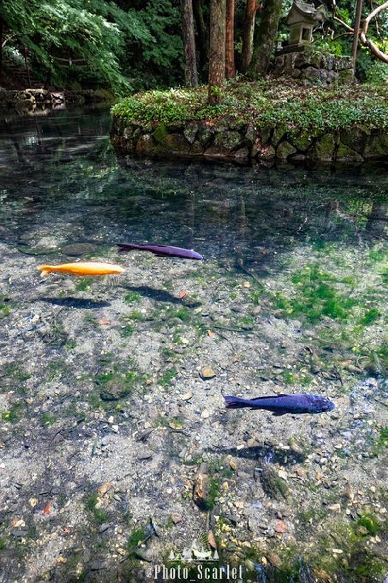 livedoornews's tweet photo. 【美しい】鯉が宙に浮く？ 栃木・佐野「出流原弁天池」で激写された不思議な絶景
https://t.co/orrPLGJ6UE

出流原弁天池湧水は栃木県指定の天然記念物。澄んだ水とその中で優雅に泳ぐ鯉が美しいスポットで、季節やタイミングによって水の色や鯉の活発さが変わるそう。 https://t.co/jCxtPsZ1YI