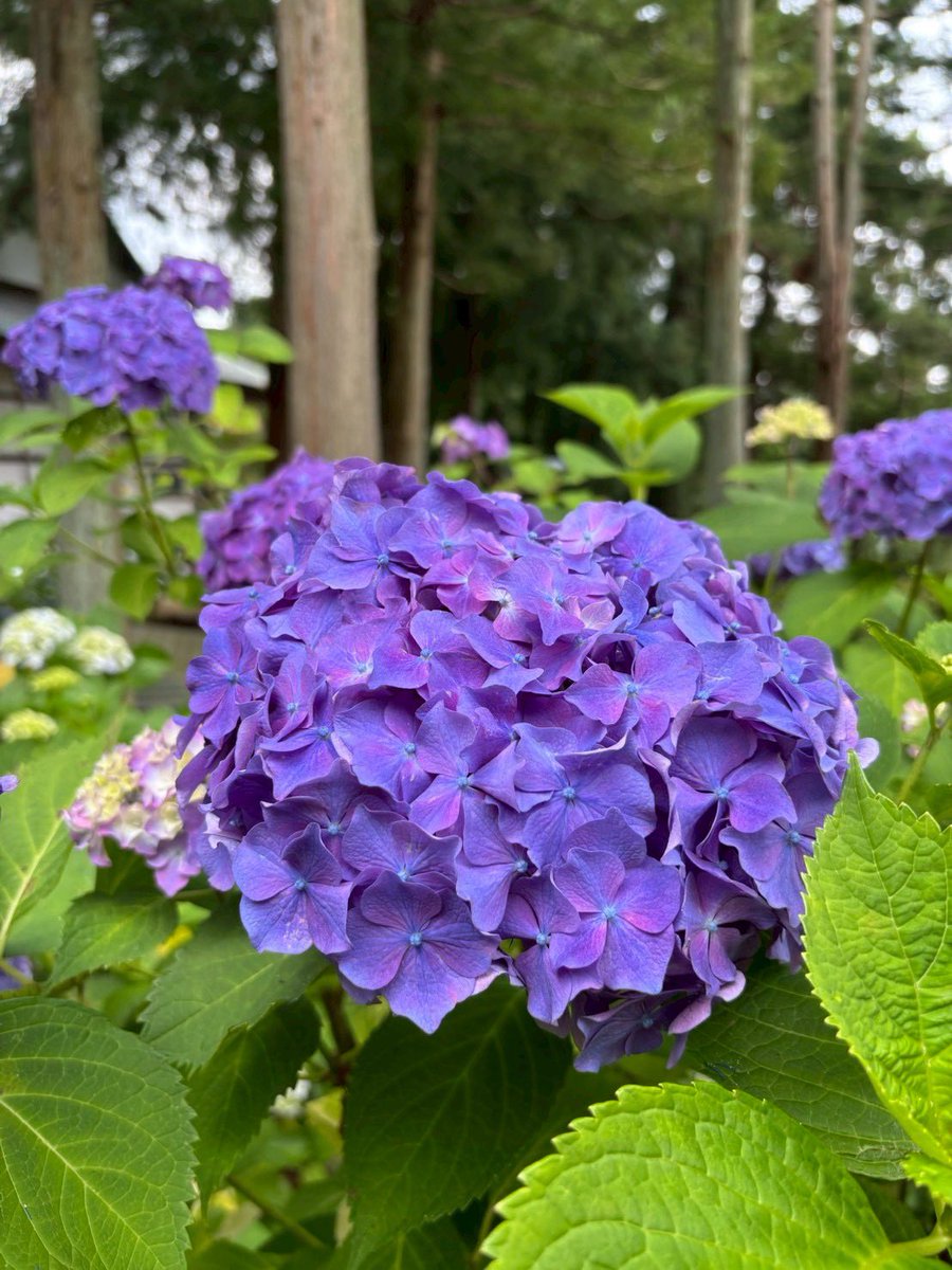 asdas4599's tweet photo. 紫陽花見てきた！
シェイクもおいしかった！ https://t.co/FEklQxtaEO
