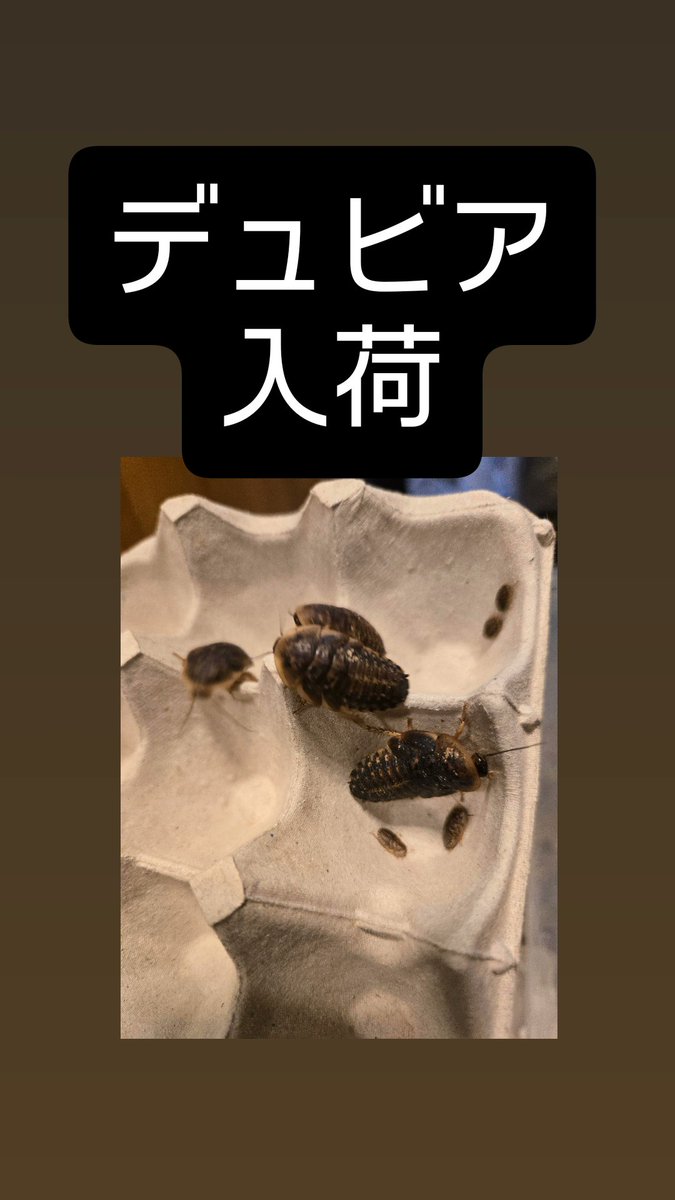 入荷しましたが すぐ完売する…💫