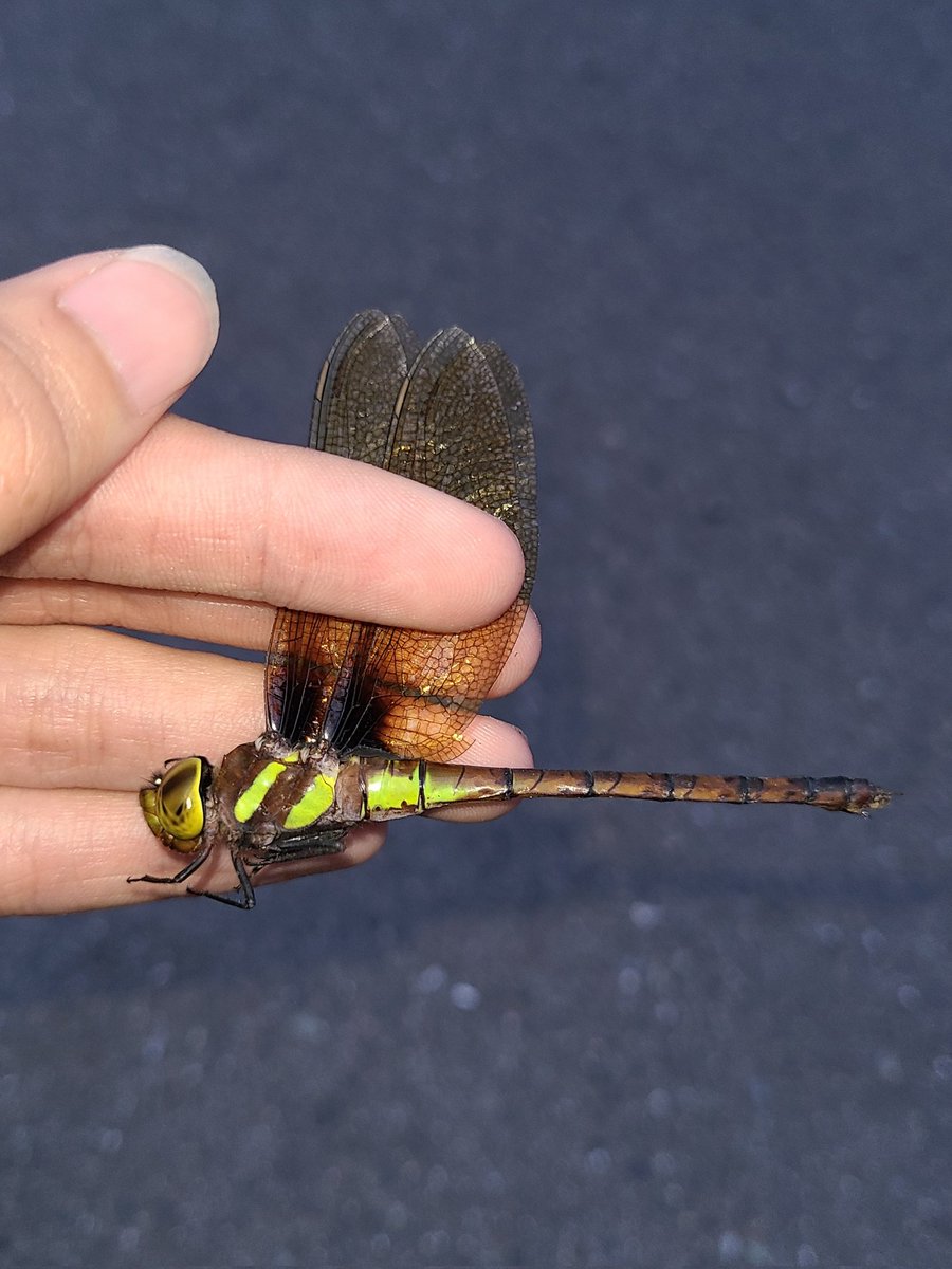 K_insectlover's tweet photo. 今日はゼフの産地の天気が悪い予報だったので、黄昏のみやってきました。

ヤブ♂3頭♀1頭、マルタン♀1頭と調子良く採れましたが、最後に致命的すぎるアクシデントを起こしてしまいました....😭😭😭

#ヤブヤンマ
#マルタンヤンマ https://t.co/7muhRJRoX7