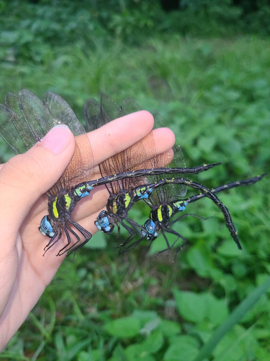 K_insectlover's tweet photo. 今日はゼフの産地の天気が悪い予報だったので、黄昏のみやってきました。

ヤブ♂3頭♀1頭、マルタン♀1頭と調子良く採れましたが、最後に致命的すぎるアクシデントを起こしてしまいました....😭😭😭

#ヤブヤンマ
#マルタンヤンマ https://t.co/7muhRJRoX7