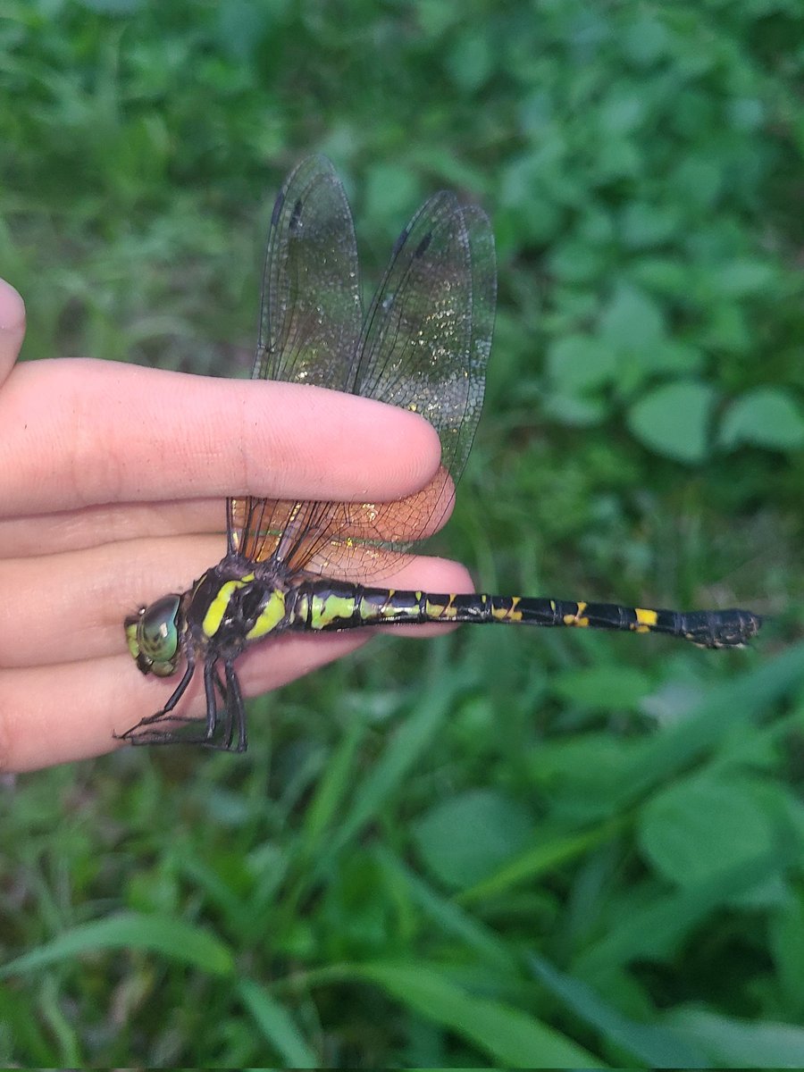 K_insectlover's tweet photo. 今日はゼフの産地の天気が悪い予報だったので、黄昏のみやってきました。

ヤブ♂3頭♀1頭、マルタン♀1頭と調子良く採れましたが、最後に致命的すぎるアクシデントを起こしてしまいました....😭😭😭

#ヤブヤンマ
#マルタンヤンマ https://t.co/7muhRJRoX7