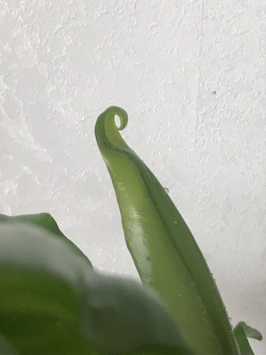 colourlifesmile's tweet photo. my friend’s mum gave me this plant baby. do you see the vision? https://t.co/ZdeeBPePIz