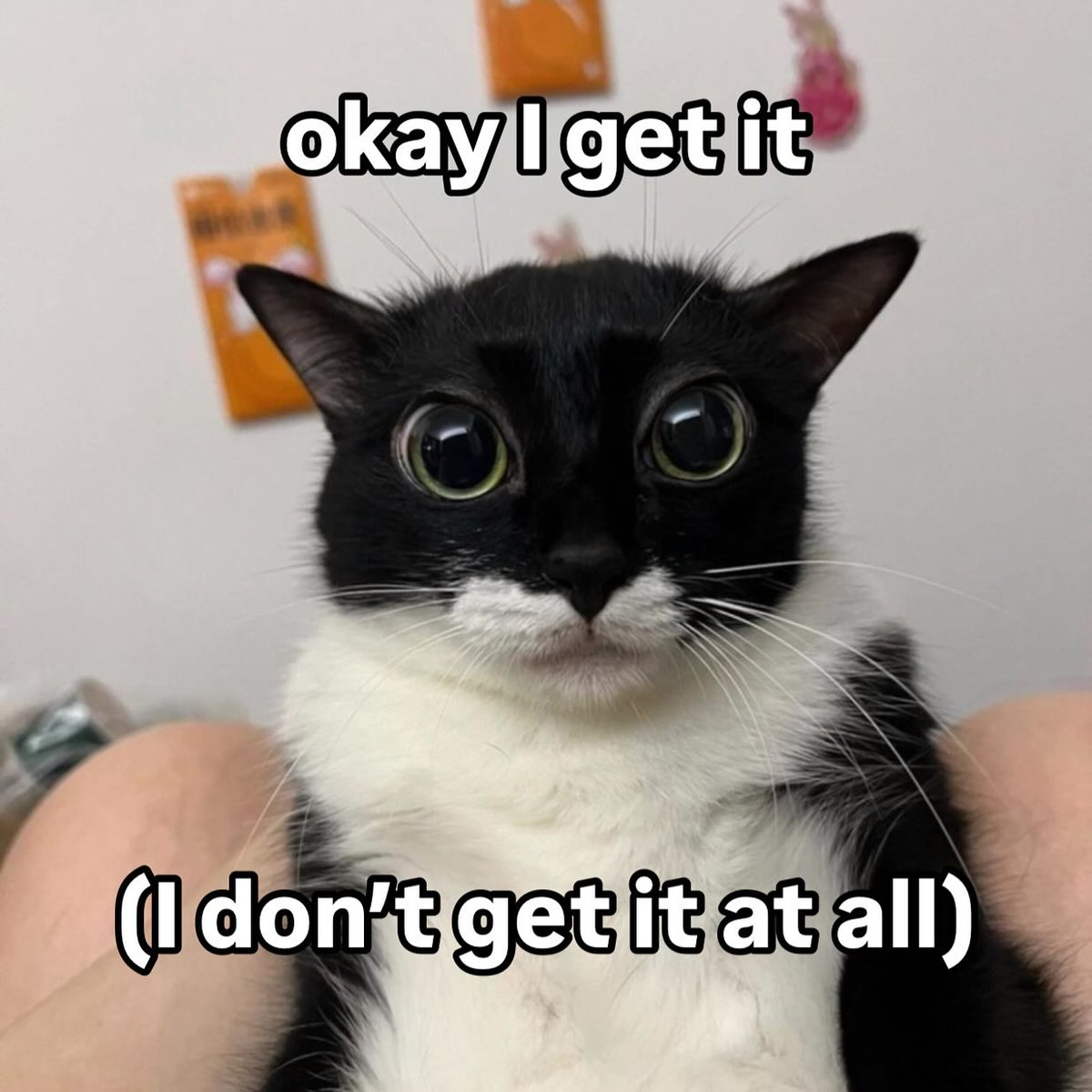 catsdotjpg's tweet photo. https://t.co/0kz71nusmT