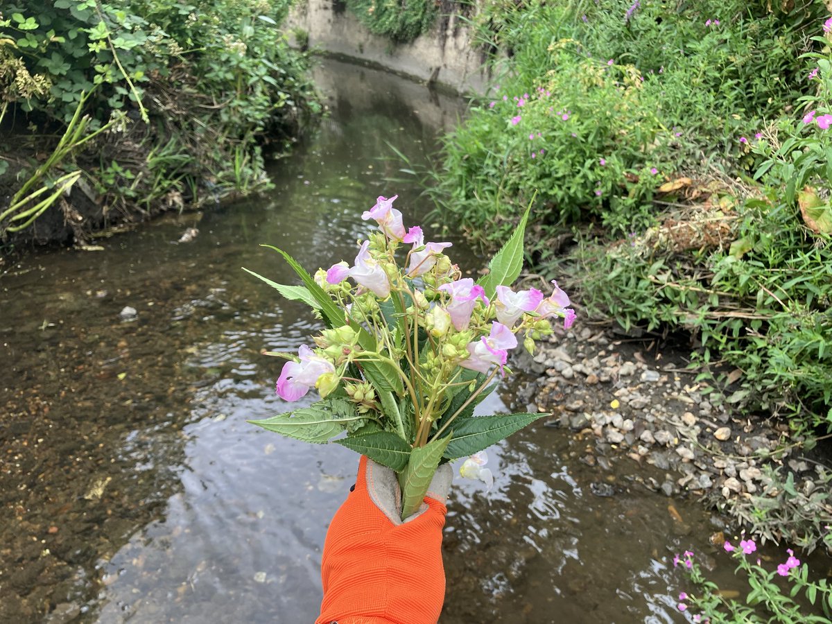 qwag's tweet photo. Bouquets of Himalayan Balsam - removed about fifty Himalayan Balsam plants from the #RiverQuaggy between Manor Park and Staplehurst Road #HitherGreen #SE13 https://t.co/9ONq6NPpZl