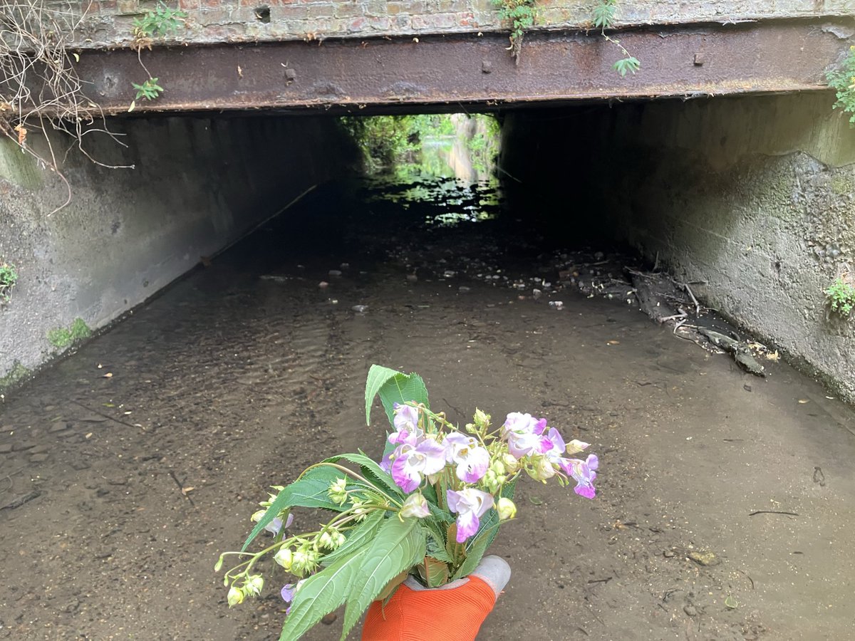 qwag's tweet photo. Bouquets of Himalayan Balsam - removed about fifty Himalayan Balsam plants from the #RiverQuaggy between Manor Park and Staplehurst Road #HitherGreen #SE13 https://t.co/9ONq6NPpZl