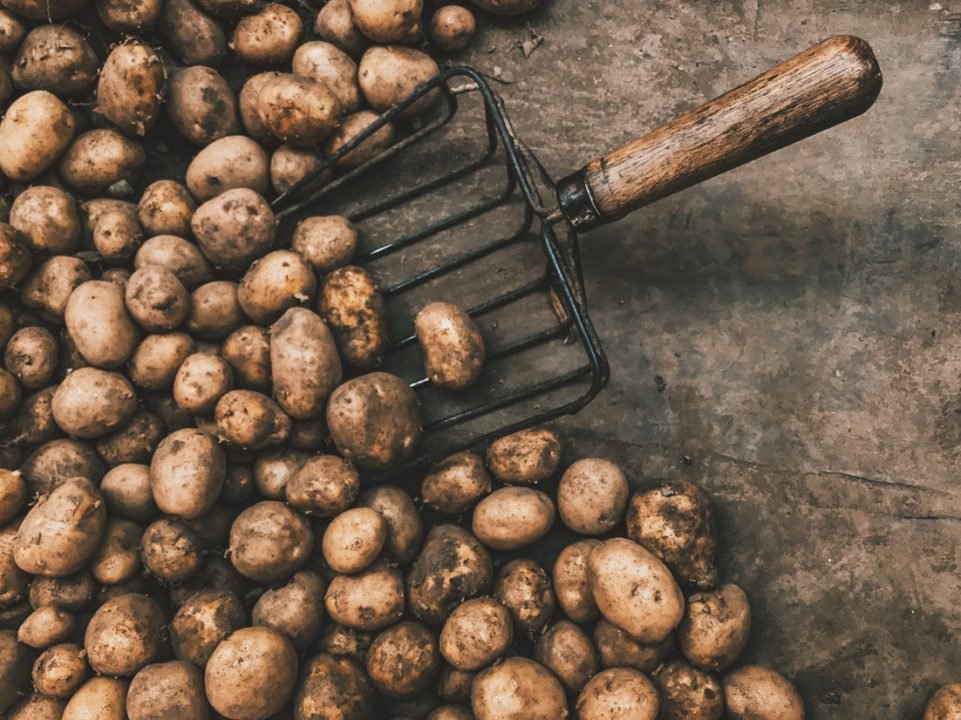 histories_arch's tweet photo. The French Used To View The Potato As Satanic

In 1748, French Parliament passed a law making it illegal to grow potatoes. Not because of a food shortage. Not because of a trade dispute. Because they genuinely believed the potato caused leprosy and invited demons into the soul.

And they had reasons, strange as they sound now. The potato grew underground, which in the deeply Catholic France of the 18th century carried a particular kind of suspicion. It was not mentioned in the Bible, and it looked strange. It was lumpy and misshapen and came from the New World, which the church had not entirely made peace with yet. The medical establishment had no real understanding of how diseases spread, and the potato's knobbly skin bore a resemblance to the lesions of the afflicted that was close enough for frightened people to draw conclusions. So France banned it. Not for pigs. Not for cattle. For human beings. Grow a potato for a person to eat, and you were breaking French law.

The ban held for 24 years.

The man who broke it was a pharmacist named Antoine-Augustin Parmentier, and the way he did it is one of the most creative marketing campaigns in the history of food.

Parmentier had been captured by the Prussians during the Seven Years War and spent three years in prison eating almost nothing but potatoes. He emerged healthy. He emerged well-fed. He emerged convinced that France had made a catastrophic mistake. When he returned to Paris he began a decade-long campaign to overturn the ban, and he found that logic and science alone were not going to be enough. The French public was not interested in being told they were wrong.

So he changed tactics.

In 1781, King Louis XVI granted Parmentier a large plot of land at Sablons, on the outskirts of Paris. Parmentier planted it entirely with potatoes. Then he stationed heavily armed soldiers around the perimeter and made absolutely sure everyone in the city knew they were there. Anything guarded that fiercely, the thinking went, had to be extraordinarily valuable.

The guards had secret instructions. If anyone tried to steal potatoes during the day, stop them. At night, let them go. And if anyone offered a bribe for access to the field, take it, no matter how small.

Within weeks, Parisians were sneaking into the field after dark and digging up potatoes to plant in their own gardens. The vegetable that France had declared a disease-causing menace was now being stolen because people assumed it must be precious. Parmentier had tricked an entire city into wanting the thing they had spent a generation refusing to touch.

He also hosted lavish dinner parties where potato dishes were served to most prominent guests in France. One of the people who sat at his table was Benjamin Franklin. He presented potato flowers to King Louis XVI and Marie Antoinette in the gardens of Versailles. The queen wore them in her hair. The king placed one in his buttonhole. Overnight, potato flowers became fashionable at the French court.

The king, moved by whole campaign, reportedly told Parmentier: "France will thank you one day for you have found bread for the poor."

The timing turned out to matter enormously. France in late 1780s was facing catastrophic grain shortages that would soon help ignite a revolution. The potato, which could grow in poor soil, produced three times the calories per acre of wheat, and survive conditions that killed grain crops, became a literal lifeline. The same tuber parliament had outlawed forty years earlier was now feeding people who would otherwise have starved.

Parmentier died in 1813. He was buried at Pere-Lachaise Cemetery in Paris. Visitors still leave potatoes on his grave.

© Eats History

#archaeohistories