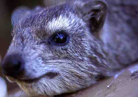 mzeeshimba05's tweet photo. ＃Wild Life
#アフリカの野生動物
#Hyrax
#イワダヌキ
朝陽と共に岩のすき間から
顔を出したハイラックスは
まだ体温が上がっていない
のか眠いのかとろんとした
眼で岩の上に横たわってい
る https://t.co/SG6g09MYnU