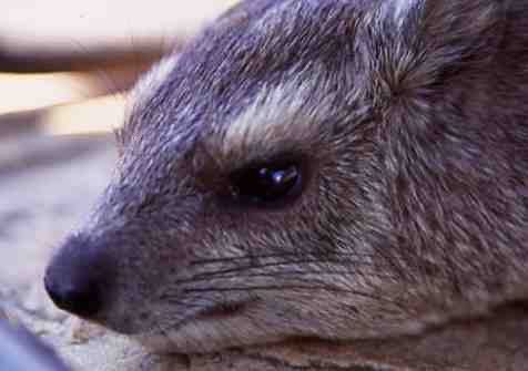 mzeeshimba05's tweet photo. ＃Wild Life
#アフリカの野生動物
#Hyrax
#イワダヌキ
朝陽と共に岩のすき間から
顔を出したハイラックスは
まだ体温が上がっていない
のか眠いのかとろんとした
眼で岩の上に横たわってい
る https://t.co/SG6g09MYnU