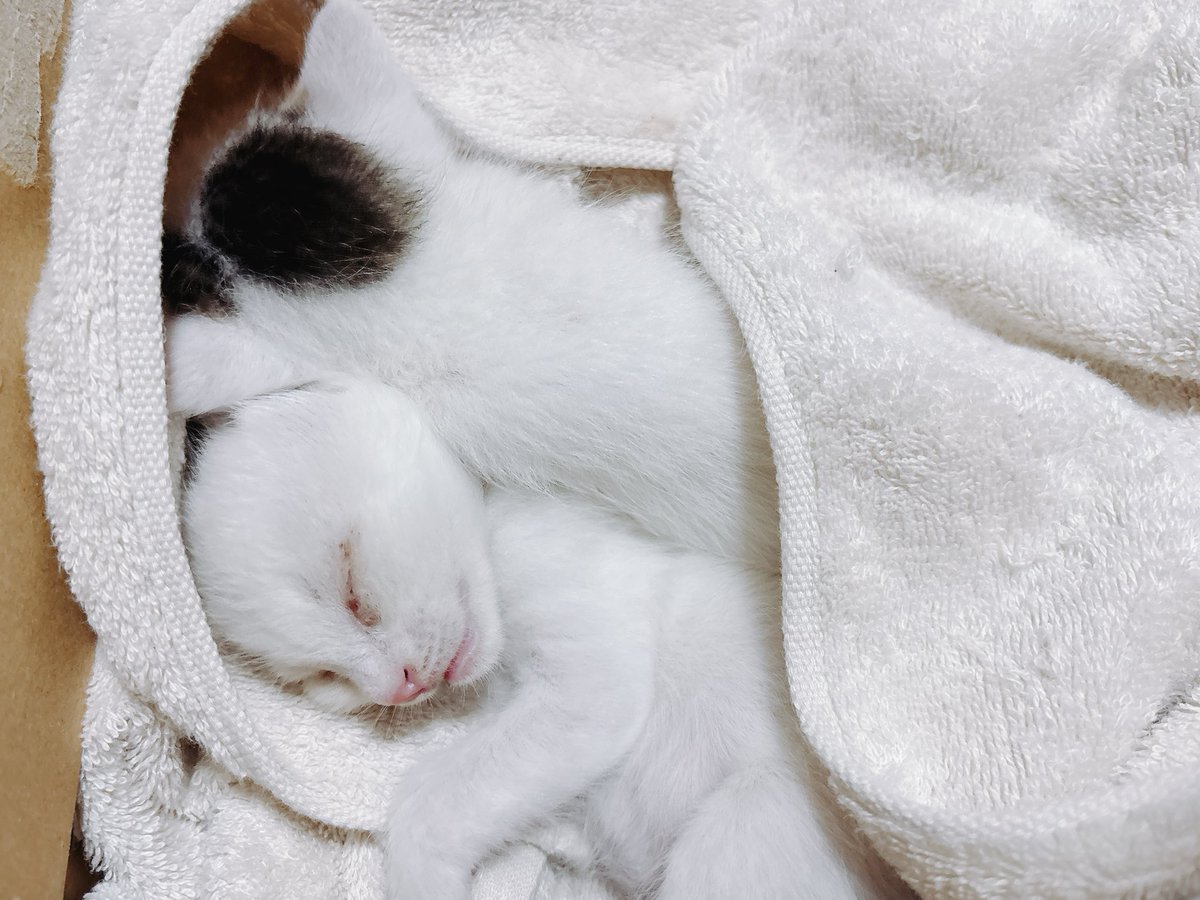 bsh_kai17's tweet photo. なんだこいつら、天使か https://t.co/qUt4KnutDU