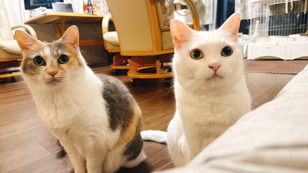 pad_else's tweet photo. ただいまべび＆猫たち〜〜〜っっっ!!!🐈👶️🐈

最速でお風呂入れてあげて丁寧に爪切り🙏️

爪切りしてる間みんな待っててわろた🤣

#猫のいる暮らし #ねこかわいいね https://t.co/Xjk9GxKxwV