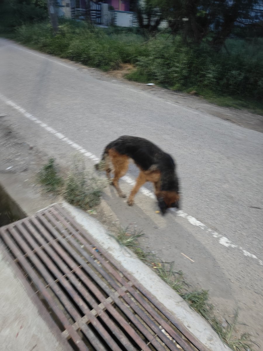 ErRohitt's tweet photo. People call themselves dog lovers but when the dog gets old they leave them on the street

What kind of love is this

These dogs are raised in homes with care and comfort
They are not habitual of surviving on the street

They gave you loyalty love and companionship all their life
They deserve care when they get old

If you cannot stand with them in their worst time then do not call yourself a dog lover