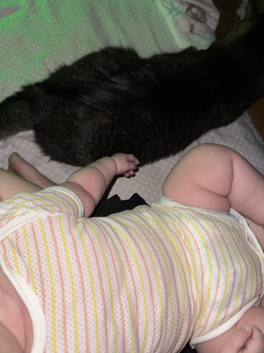 Monnn1018's tweet photo. ミルクあげてると大体いつもくる🐈 https://t.co/27Lg29KMD5