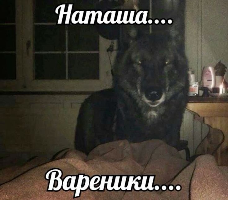 🐺🐾шокальная чертила 🐾🐺 tweet media