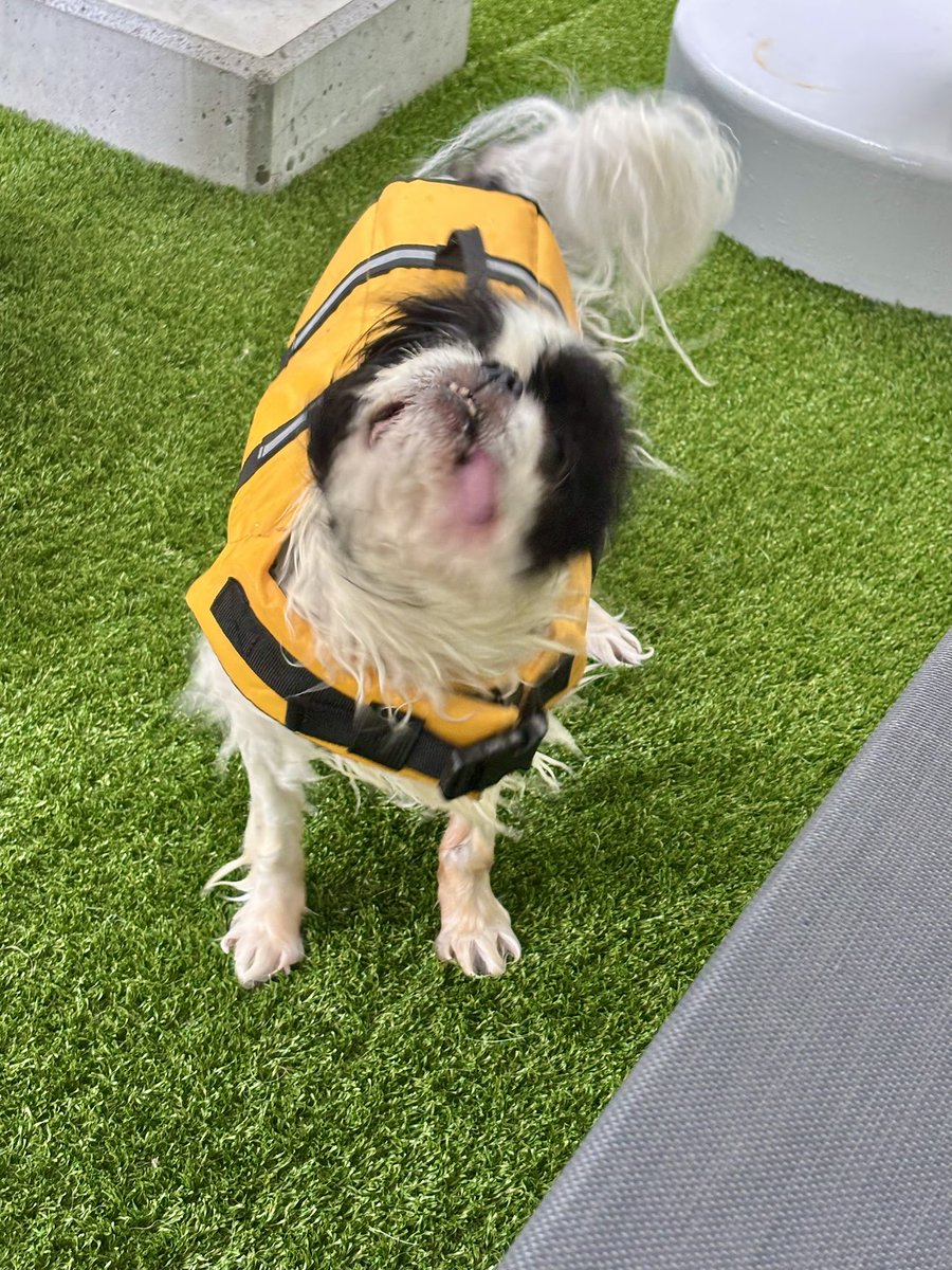 chiisai_dog's tweet photo. もうじきわたしの手術があってキッカもしばらくお出かけはさせてあげられないので、夏らしいことさせてあげようと思いドッグプールへ。
海や川の浅瀬も好きだし犬かき上手にできてたと思うんだけど、お気に召さなかったらしく本人はトホホ顔だった……😅 https://t.co/bjI1QkEX6v