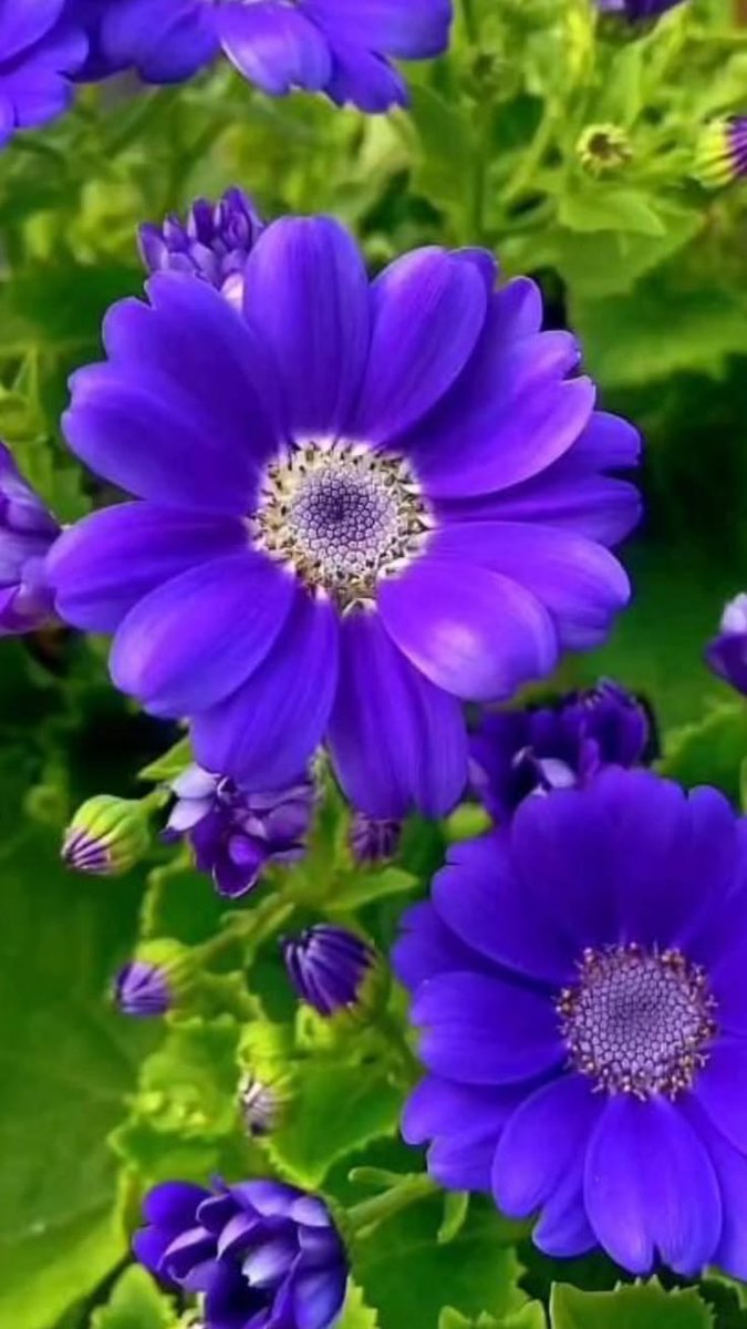 flowersworld298's tweet photo. Have a good day https://t.co/Vs5LdHPwwk