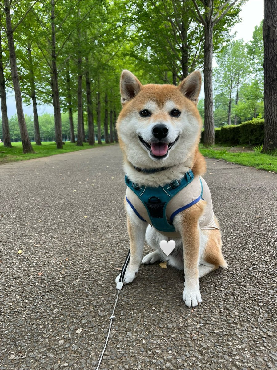2daime_kanta's tweet photo. 吾輩は柴

#お散歩るんるんな柴犬のいる暮らし https://t.co/jLH61yYzYZ