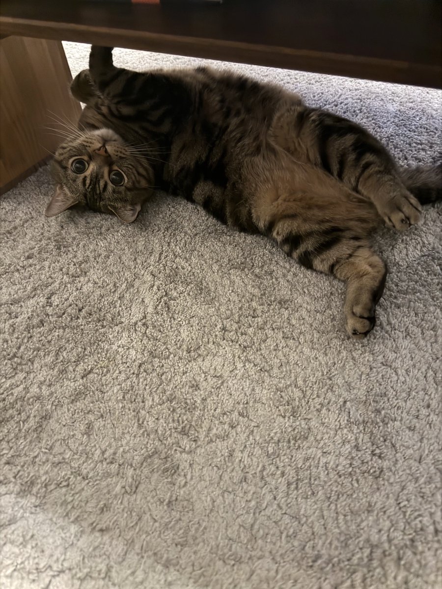 ryoxts111's tweet photo. 下から🐈🐈 https://t.co/grsro7qHo7
