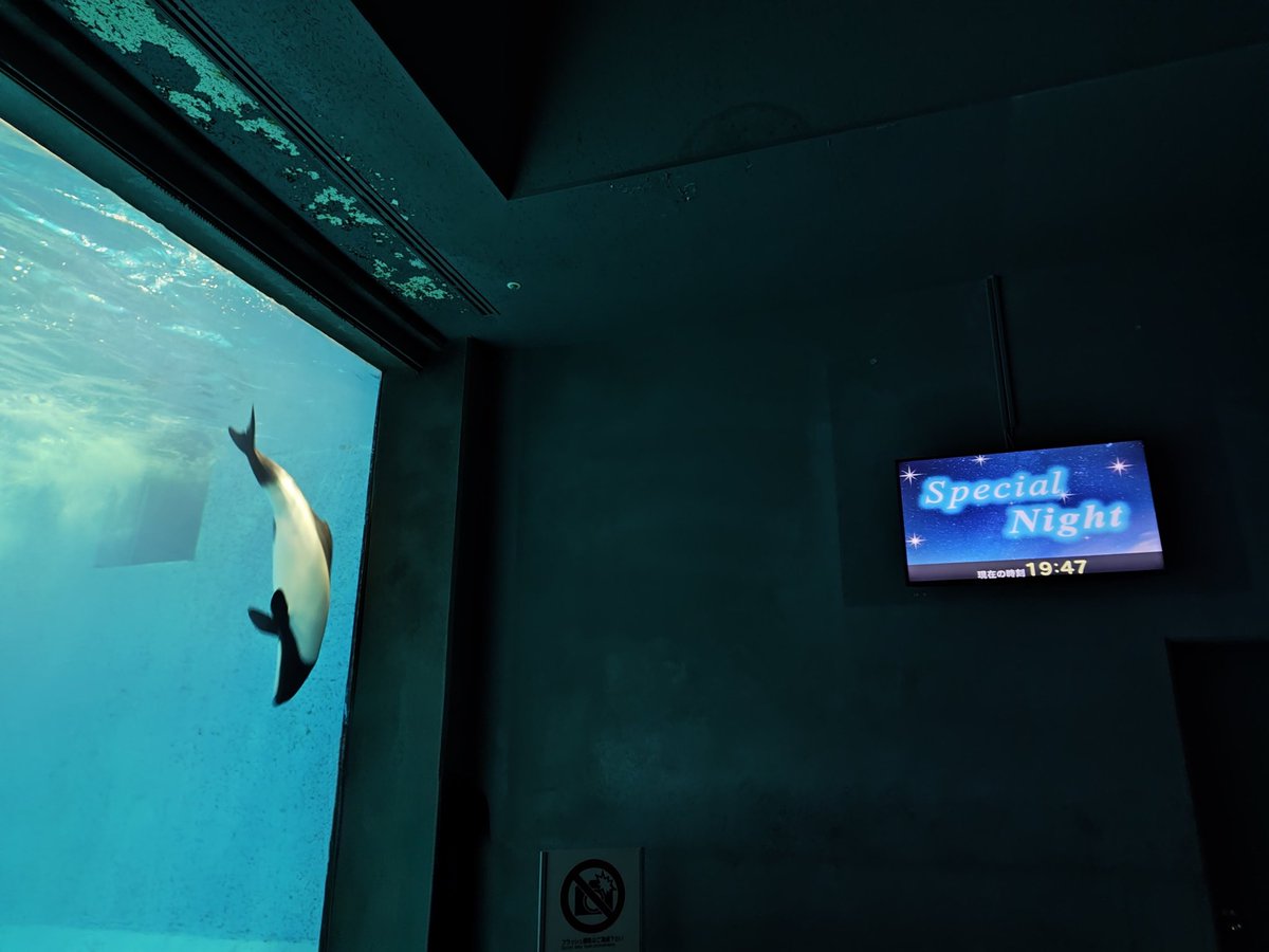 mdrazakatu's tweet photo. 本日はとばすいの避難訓練に参加
訓練の前後は夜の水族館を見学できる特別な体験ができ楽しかったです
それはそれとして帰りは駅まで歩いたんですが、傘があってもそこそこ濡れる大雨+海風で凍えました https://t.co/zyF1ItIgip