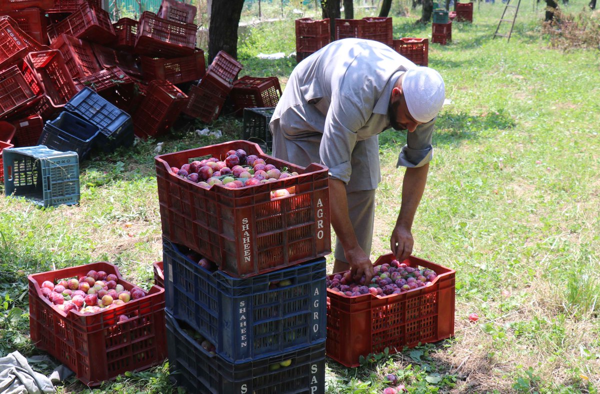 KashmirLife's tweet photo. Farmers harvest fresh #plums as the picking season begins across many parts of #Kashmir. The fruit is being exported to markets in different parts of India. See photo by #BilalBahadur #KashmirLife https://t.co/lzT6XkHCp1