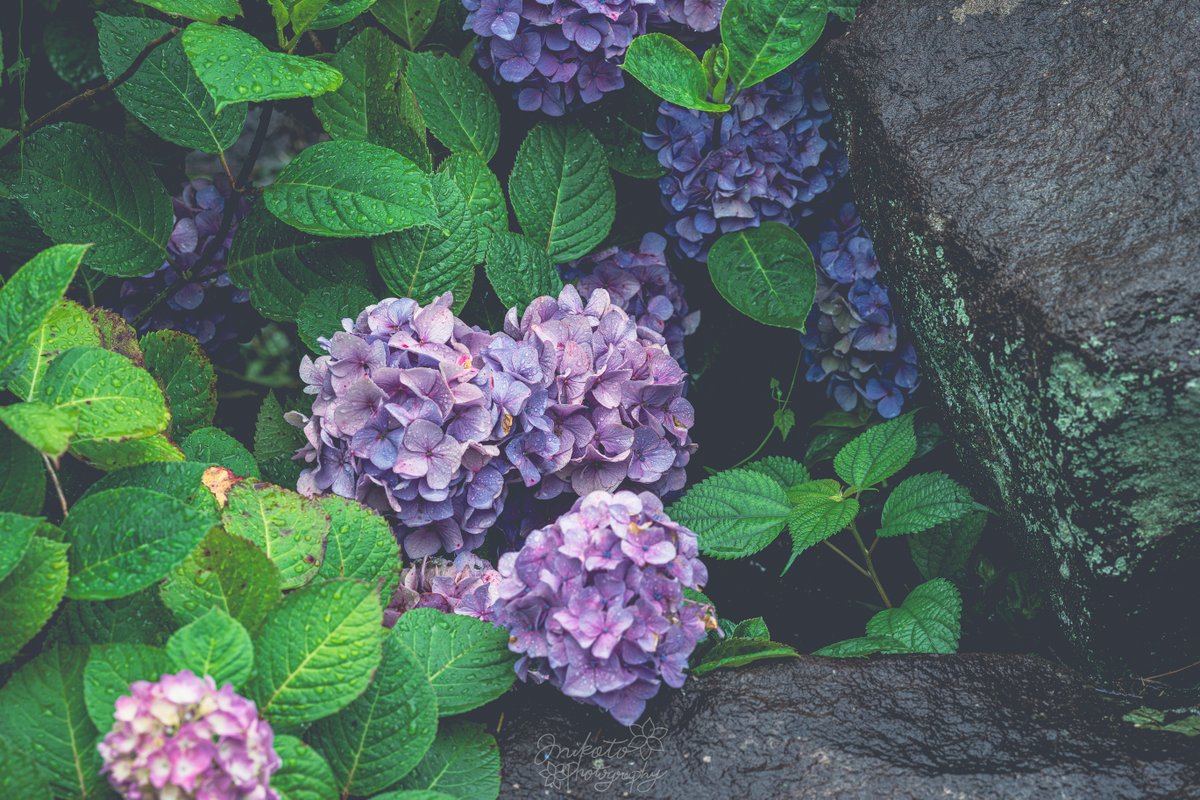 花 📷：𝙉𝙞𝙠𝙤𝙣 ℤ9 lens：NIKKOR ℤ 135mm f/1.8 S Plena 撮影地