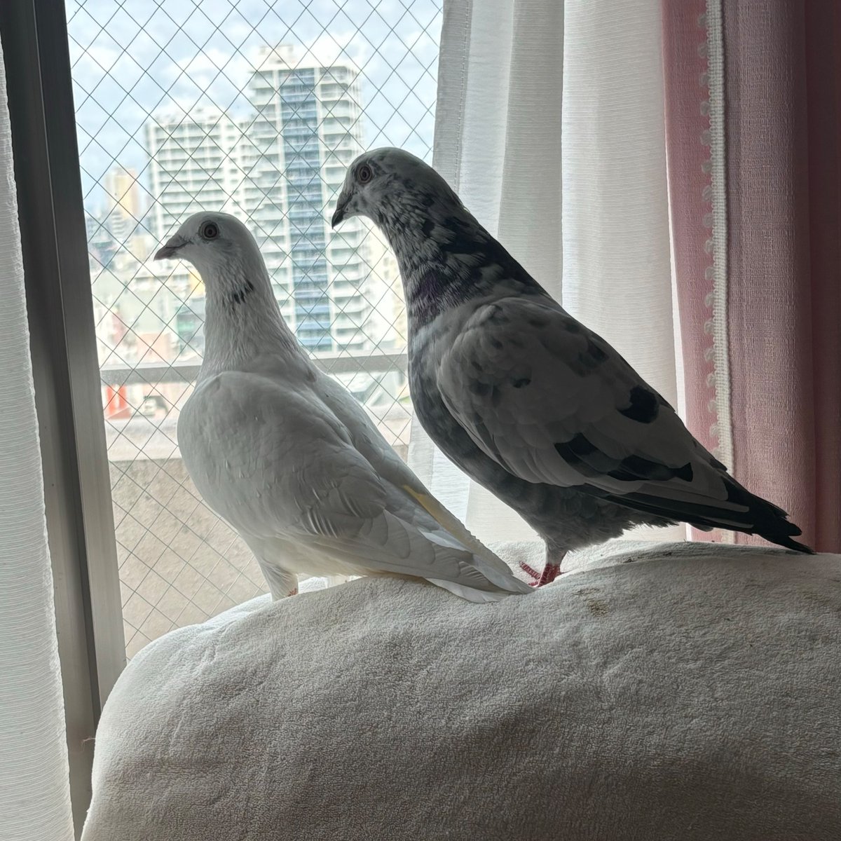 rmn810rrr's tweet photo. 飼い主が淫夢厨でもめげずに生きている https://t.co/jmT5J9WYdg