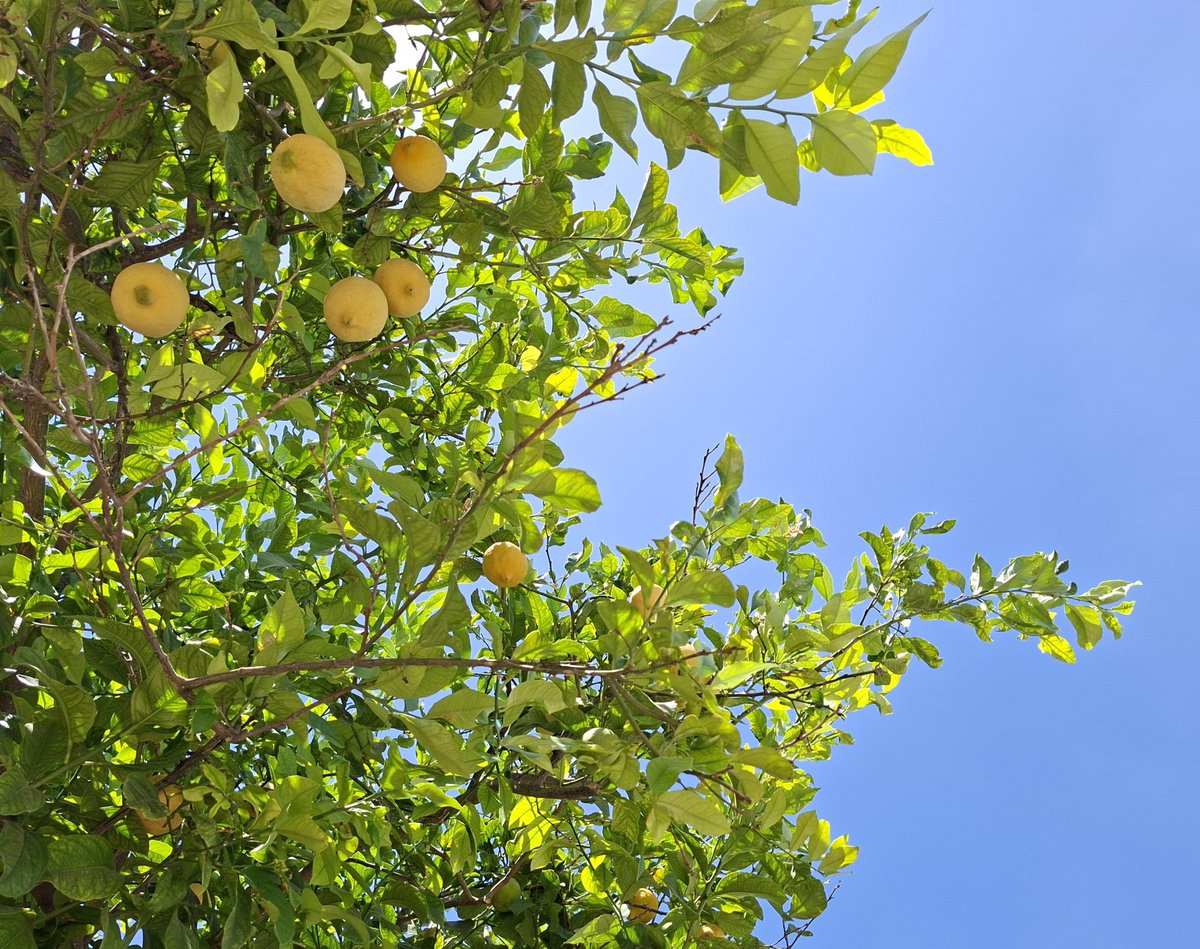 TokyoScene1's tweet photo. Lemon tree https://t.co/yizqE2oAl5