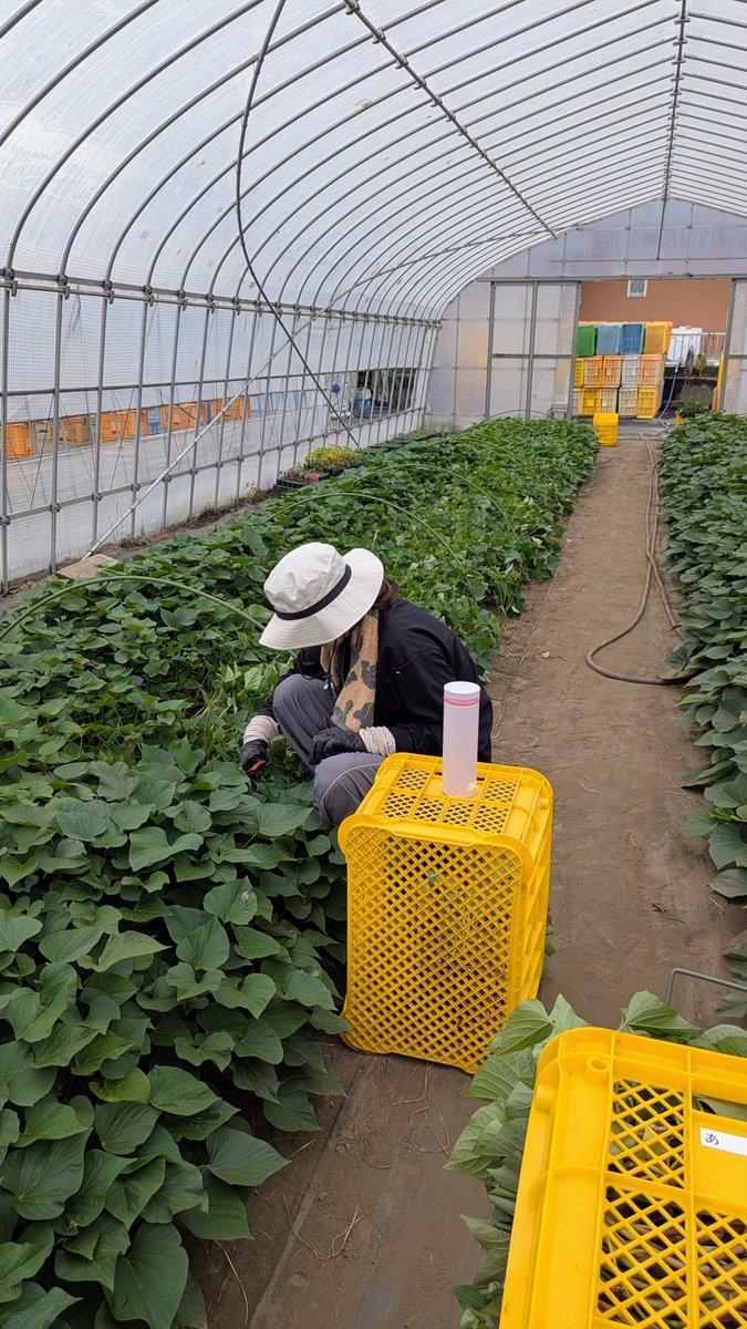 4月下旬から切り始めた苗も約2ヶ月かけて植え終わり、苗床も役目が