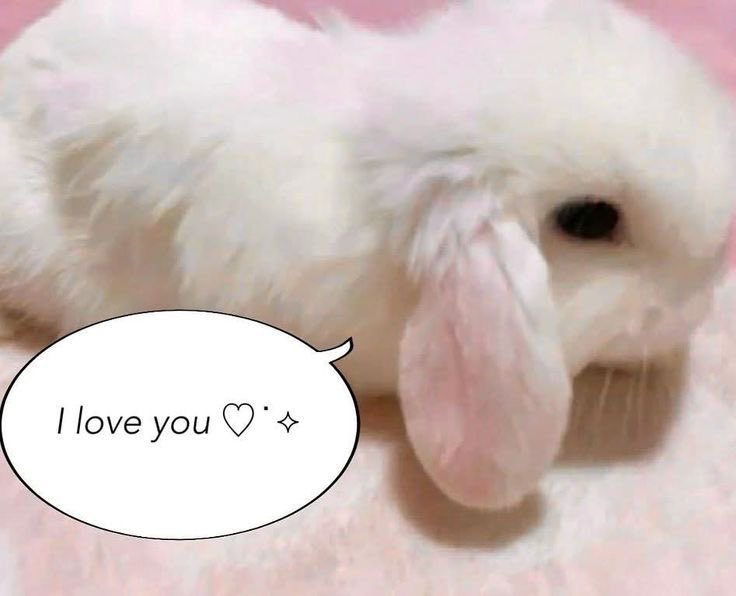 valetninegirl's tweet photo. bnuy loves you … ˖ ˚⋆🎀𖦹 ׂ 𓈒🐇 ೀ https://t.co/CyIw4rSXxu