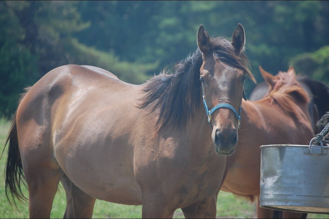 worldfarm01's tweet photo. 🌟【馬名決定のお知らせ】🌟
ワールドファーム生産馬「トップチョイス2024」の馬名が決定しました！✨
🩷 ライズオブチョイス（Rise of Choice）
馬名の意味は
「自分で立ち上がる選択をする」。
この名前のように、自ら未来を切り拓き、大きく羽ばたいてくれることを願っています。
皆さま、ライズオブチョイスの応援をよろしくお願いいたします！🐴🌸