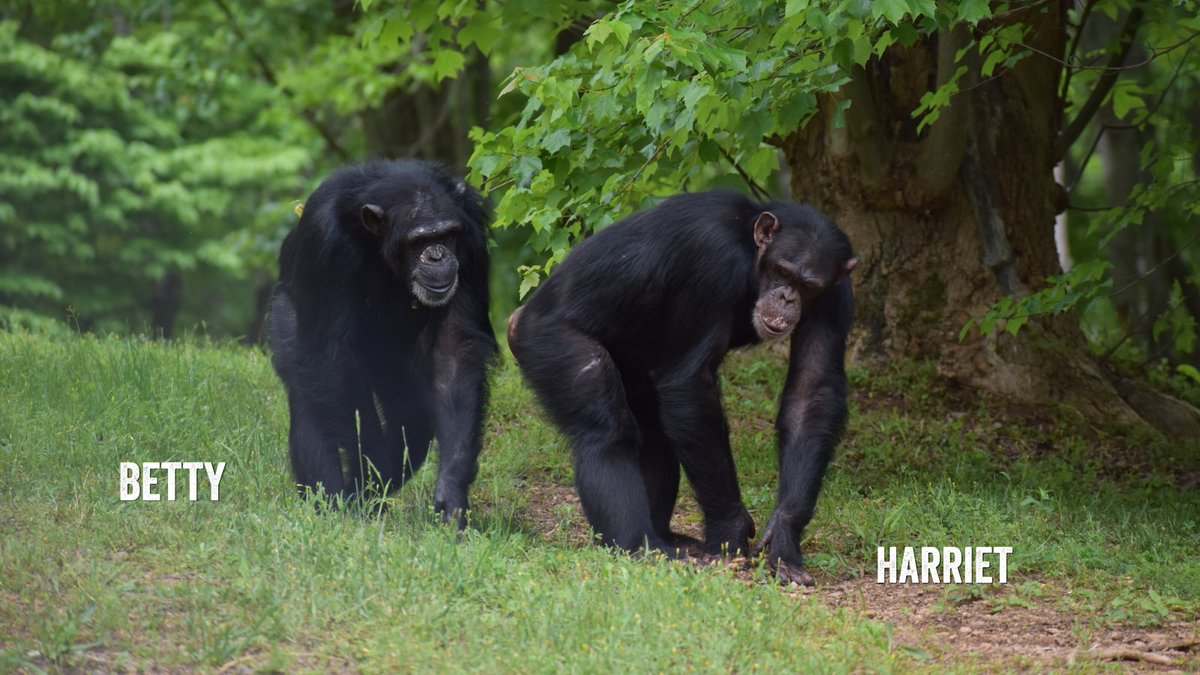 projectchimps's tweet photo. This July 4th, celebrate the meaning of freedom in a truly unforgettable way. 🎆

Watch this moment from our archives—chimpanzees stepping outside for the very first time: https://t.co/IPpKEk0vsE

Donate to watch the newest group experience freedom:  https://t.co/M0DGL5GVPS https://t.co/XnJAPscKjC