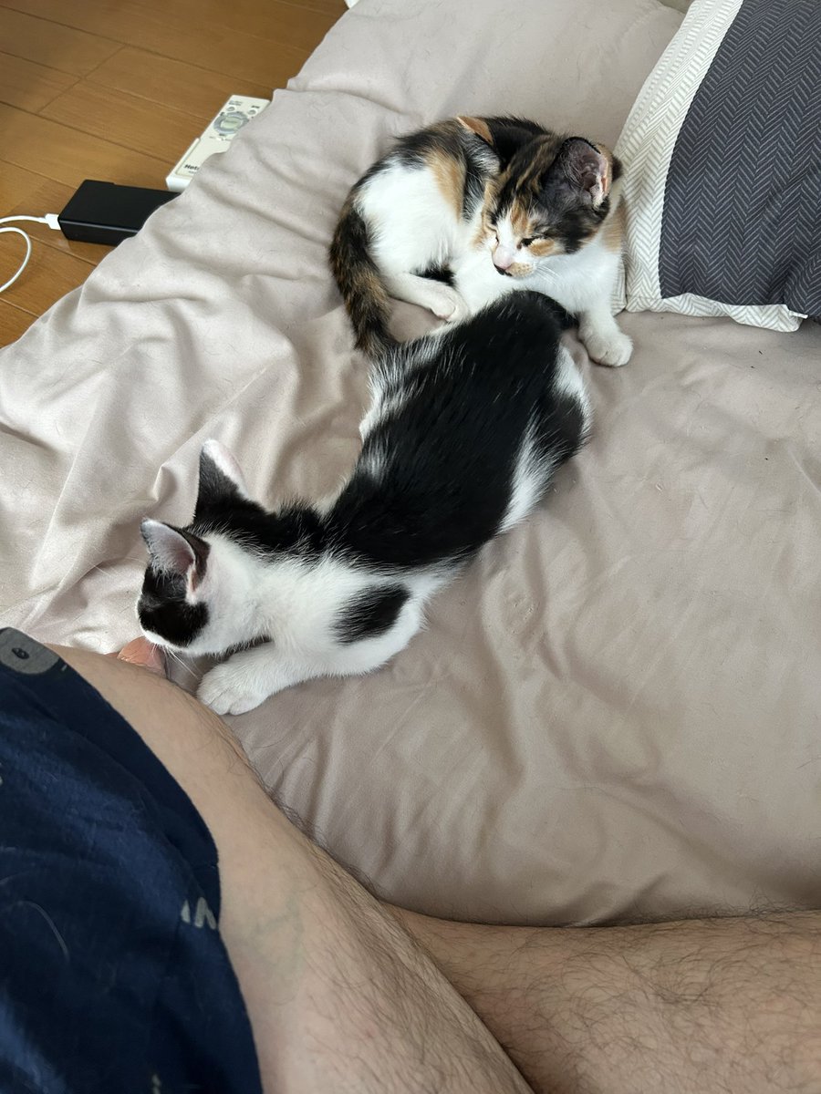 H8Gbo's tweet photo. 新しい家族が増えた

めちゃくちゃ可愛い🐈 https://t.co/KRruxZq5Qe