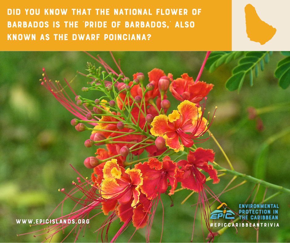 EPICislands's tweet photo. Barbados 🇧🇧 shines bright with its national flower: the Pride of Barbados! 🌺 Also called the Dwarf Poinciana, this fiery bloom thrives in the sun and symbolizes the vibrant spirit of the island.

#EPICCaribbeanTrivia #PrideOfBarbados #IslandFlora https://t.co/wBJOLRrKYQ