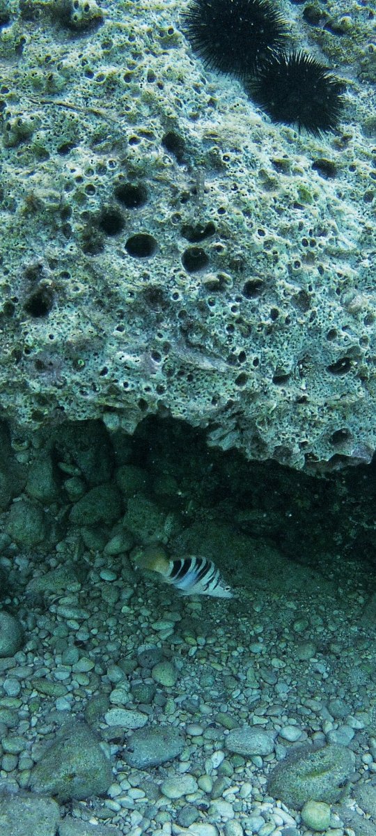 AimarMo85's tweet photo. #undetwater #photography #photooftheday #diving #snorkeling #croatia #zaostrog https://t.co/nLbM4ueOOB