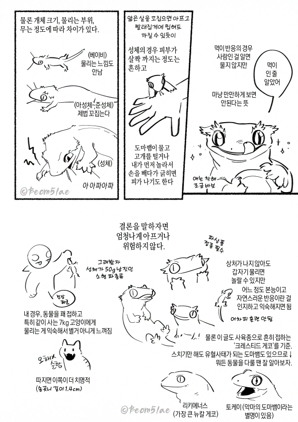 Beom5lae's tweet photo. 도마뱀한테 물리면 아픈가요? 어떤 느낌인가요?
에 대한 답 (개인적 입니다)
#クレステッドゲッコー https://t.co/8oB15qzJDU