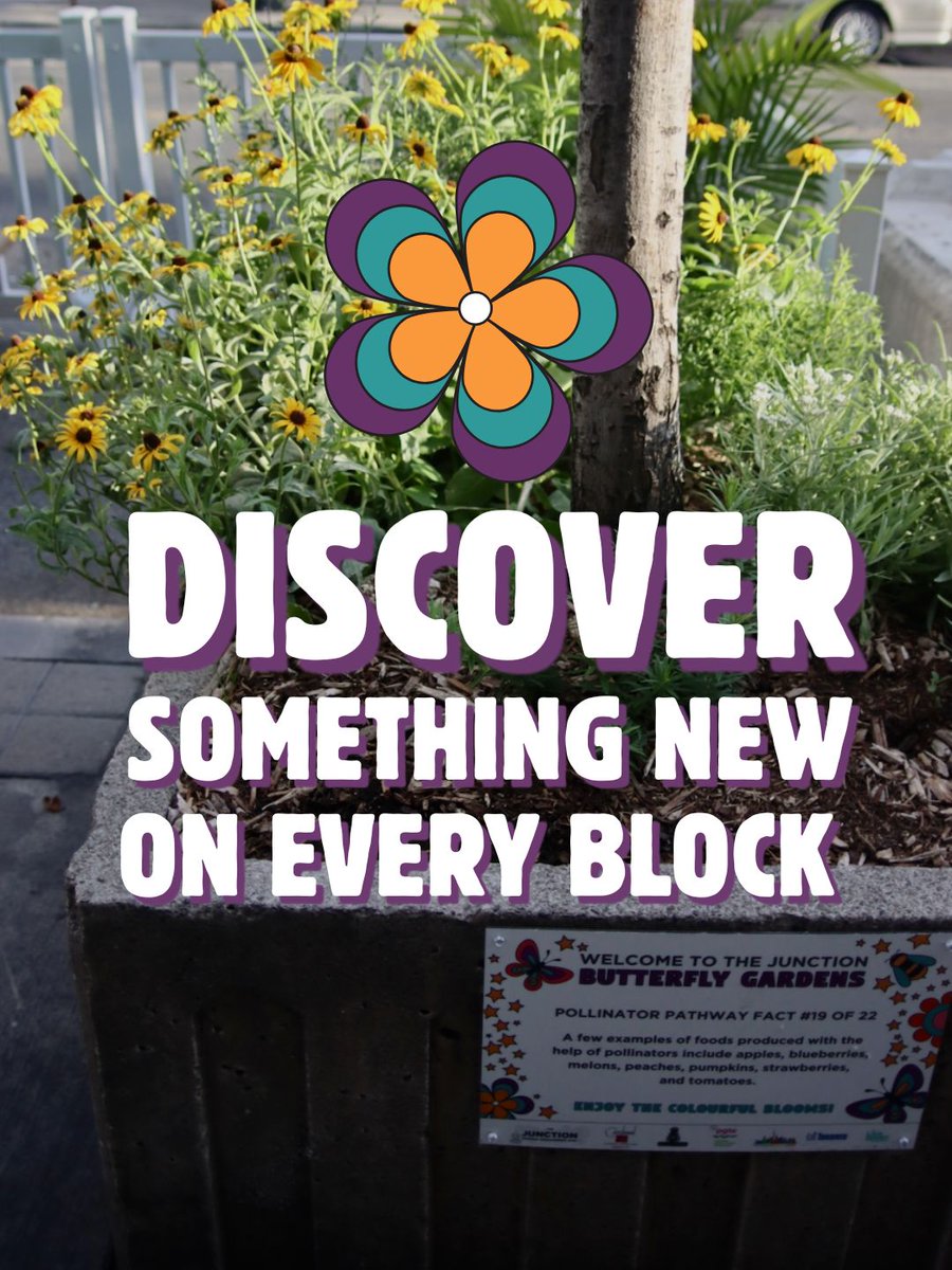 TorontoJunction's tweet photo. Our butterfly gardens are coming alive just in time for patio season. Take our self-guided tour and discover all 22 butterfly gardens!
Thank you to Govan Brown for their continued support of these gardens.
#JunctionTO #ShopLocal #TorontoNeighbourhoods #PollinatorPathway #CafeTO https://t.co/NXyjsVIR6u