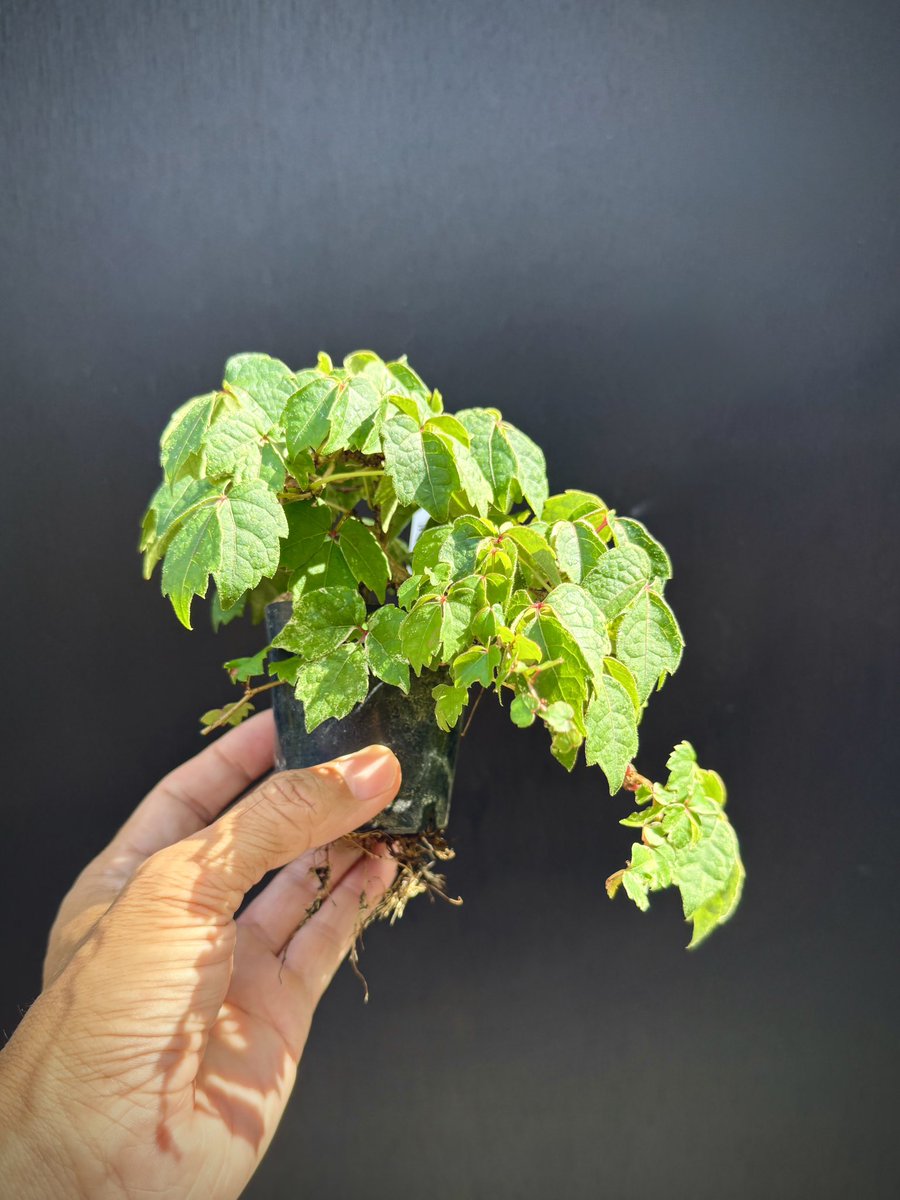 bonsaiseasons's tweet photo. 蔦はいーねー。
 #盆栽 #bonsai #분재 #plants #蔦 https://t.co/Kfh6nmj4Ua