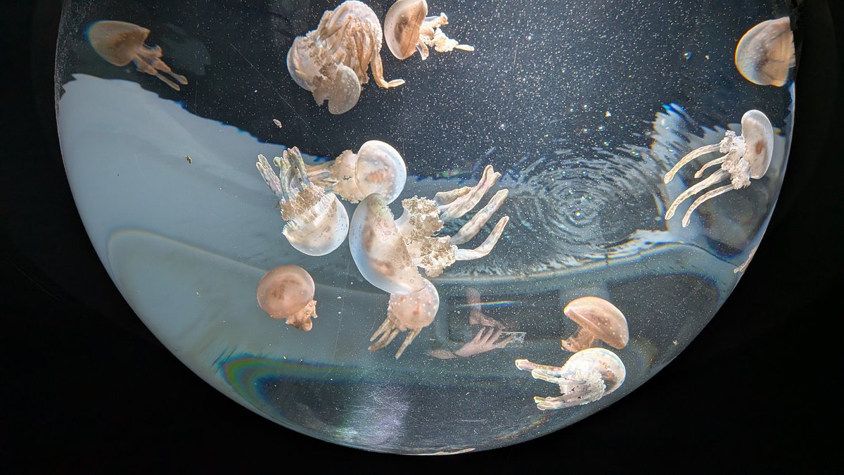 k_tr_'s tweet photo. 🐟️ https://t.co/QBqlj92iVv