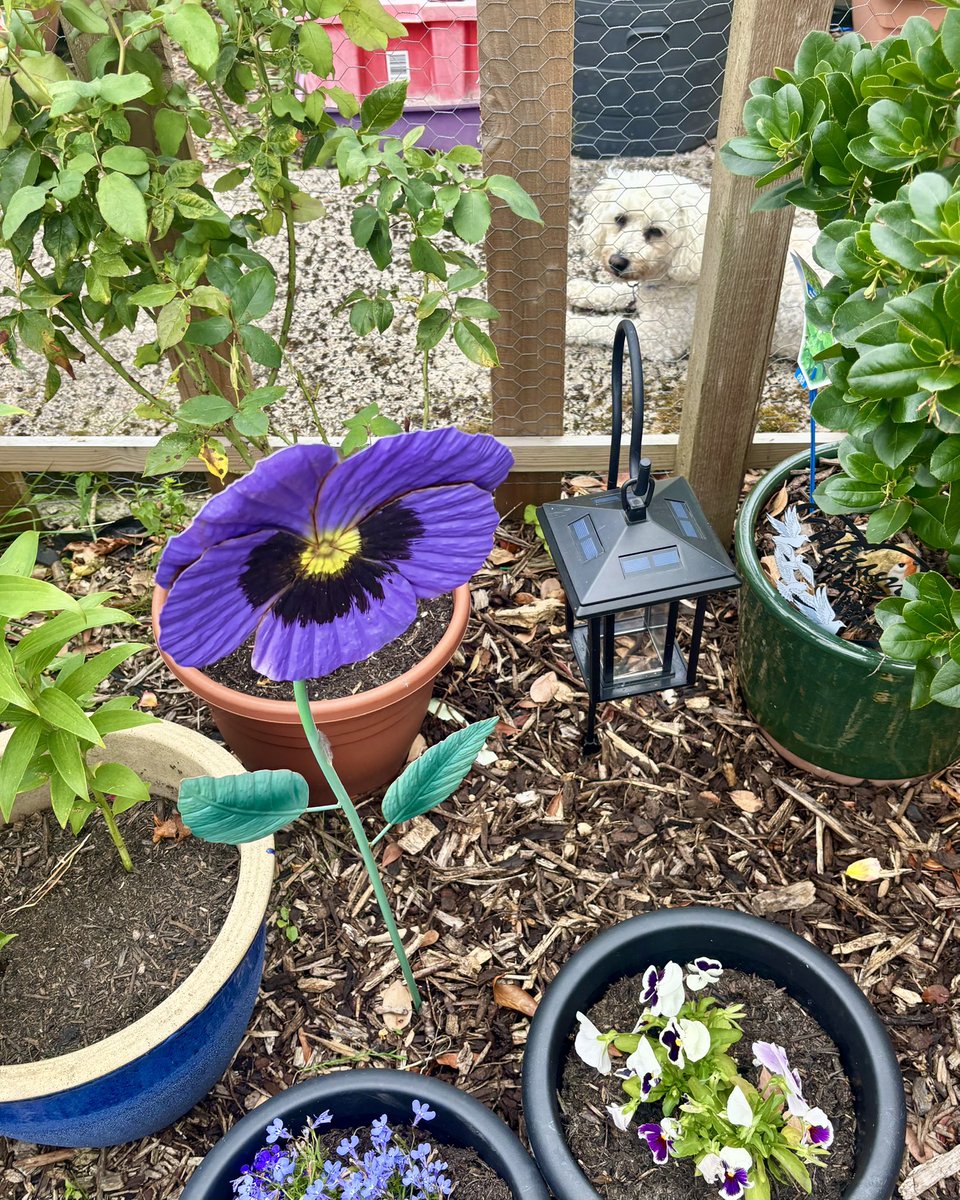ange220677's tweet photo. Lovely visit this morning from Liverpool family who bought half the cake shed 🤭 plot afternoon now. Those purple peppers 😍💜 https://t.co/SzsuMSnTAR