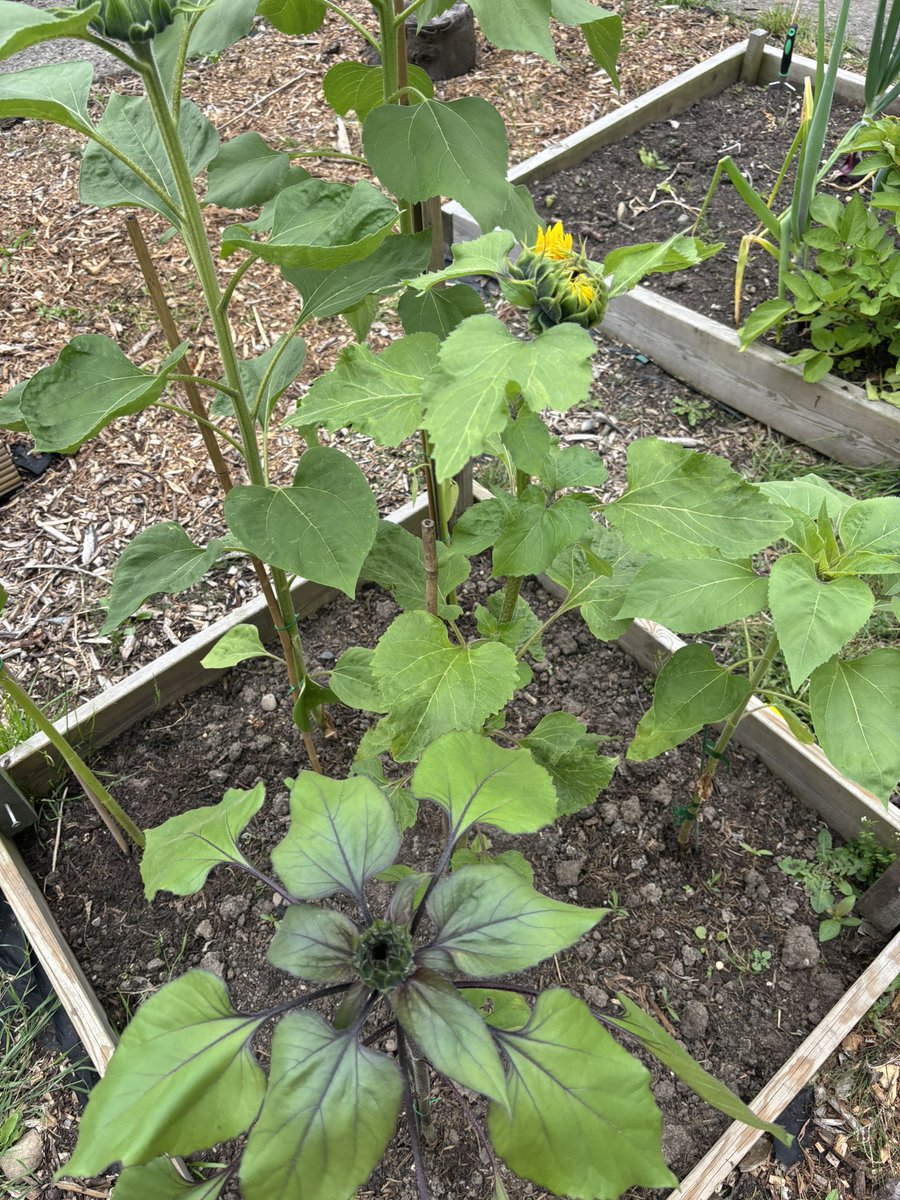 ange220677's tweet photo. Lovely visit this morning from Liverpool family who bought half the cake shed 🤭 plot afternoon now. Those purple peppers 😍💜 https://t.co/SzsuMSnTAR