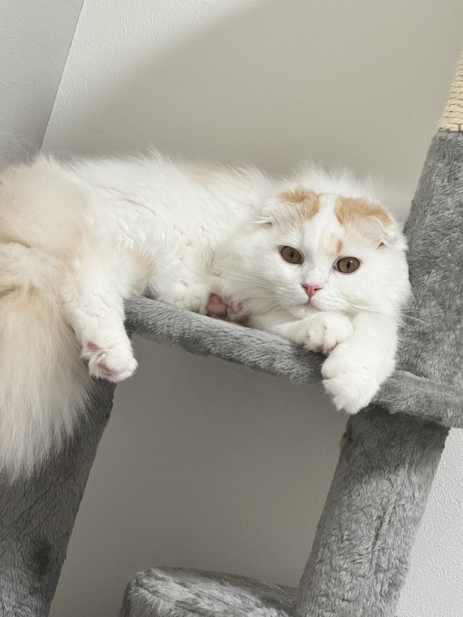 uuu29x's tweet photo. チャッピーに、うちの猫を人間にしてみてって言ったら超絶イケメンだったんやが https://t.co/Kv91DK0sJt